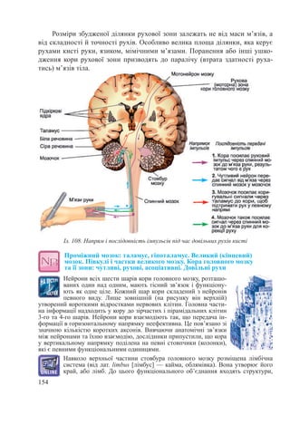 154
Розміри збудженої ділянки рухової зони залежать не від маси м’язів, а
від складності й точності рухів. Особливо велика площа ділянки, яка керує
рухами кисті руки, язиком, мімічними м’язами. Поранення або інші ушко-
дження кори рухової зони призводять до паралічу (втрата здатності руха-
тись) м’язів тіла.
Проміжний мозок: таламус, гіпоталамус. Великий (кінцевий)
мозок. Півкулі і частки великого мозку. Кора головного мозку  
та її зони: чутливі, рухові, асоціативні. Довільні рухи
Нейрони всіх шести шарів кори головного мозку, розташо-
ваних один над одним, мають тісний зв’язок і функціону-
ють як одне ціле. Кожний шар кори складений з нейронів
певного виду. Лише зовнішній (на рисунку він верхній)
утворений короткими відростками нервових клітин. Головна части-
на інформації надходить у кору до зірчастих і пірамідальних клітин
3-го та 4-го шарів. Нейрони кори взаємодіють так, що передача ін-
формації в горизонтальному напрямку неефективна. Це пов’язано зі
значною кількістю коротких аксонів. Вивчаючи анатомічні зв’язки
між нейронами та їхню взаємодію, дослідники припустили, що кора
у вертикальному напрямку поділена на певні стовпчики (колонки),
які є певними функціональними одиницями.
Навколо верхньої частини стовбура головного мозку розміщена лімбічна
система (від лат. limbus [лімбус] — кайма, облямівка). Вона утворює його
край, або лімб. До цього функціонального об’єднання входять структури,
Іл. 108. Напрям і послідовність імпульсів під час довільних рухів кисті
 