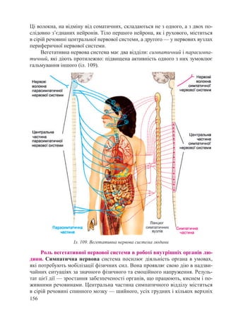 156
Ці волокна, на відміну від соматичних, складаються не з одного, а з двох по-
слідовно з’єднаних нейронів. Тіло першого нейрона, як і рухового, міститься
в сірій речовині центральної нервової системи, а другого — у нервових вузлах
периферичної нервової системи.
Вегетативна нервова система має два відділи: симпатичний і парасимпа-
тичний, які діють протилежно: підвищена активність одного з них зумовлює
гальмування іншого (іл. 109).
Роль вегетативної нервової системи в роботі внутрішніх органів лю-
дини. Симпатична нервова система посилює діяльність органа в умовах,
які потребують мобілізації фізичних сил. Вона проявляє свою дію в надзви-
чайних ситуаціях за значного фізичного та емоційного напруження. Резуль-
тат цієї дії — зростання забезпеченості органів, що працюють, киснем і по-
живними речовинами. Центральна частина симпатичного відділу міститься
в сірій речовині спинного мозку — шийного, усіх грудних і кількох верхніх
Іл. 109. Вегетативна нервова система людини
 