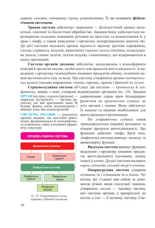 16
нервову, сенсорні, ендокринну, імунну, репродуктивну. Їх ще називають фізіоло-
гічними системами.
Травна система забезпечує травлення — фізіологічний процес меха-
нічної, хімічної та біологічної обробки їжі. Завдяки йому здійснюється пе-
ретворення складних поживних речовин на простіші та всмоктування їх у
кров і лімфу, а також виведення з організму неперетравлених решток їжі.
До цієї системи належать органи травного тракту (ротова порожнина,
глотка, стравохід, шлунок, кишечник) і травні залози (печінка, підшлунко-
ва залоза, слинні залози, залози шлунку і кишечнику), що відкриваються в
нього протоками.
Система органів дихання забезпечує надходження з атмосферного
повітря в організм кисню, необхідного для процесів життєдіяльності, й ви-
ведення з організму газоподібних кінцевих продуктів обміну, головним чи-
ном вуглекислого газу та води. Цю систему утворюють органи повітронос-
них шляхів (носова порожнина, глотка, гортань, трахея і бронхи) та легені.
Серцево-судинна система об’єднує дві системи — кровоносну й лім-
фатичну, кожна з яких утворена відповідними органами (іл.  15). Завдяки
скороченням серця кров безперервно
рухається по кровоносних судинах до
усіх органів і тканин. Вона забезпечує
їх киснем та іншими необхідними для
життєдіяльності речовинами.
По лімфатичних судинах також
транспортуються поживні речовини та
кінцеві продукти життєдіяльності. Цю
функцію здійснює лімфа. Крім того,
лімфатична система виконує захисну та
кровотворну функції.
Видільна система виконує функцію
видалення з організму кінцевих продук-
тів життєдіяльності (сечовини, аміаку
тощо) із сечею. До цієї системи належать
нирки, сечоводи, сечовий міхур і сечівник.
Опорно-рухова система утворена
кістками, їх з’єднаннями та м’я­зами. Усі
кістки, які з’єднані між собою за допо-
могою різних видів сполучної тканини,
утворюють скелет  — пасивну частину
цієї системи органів, а прикріплені до
кісток м’язи — її активну частину. Ске-
Іл. 15. Структурна схема
серцево-судинної системи
ОРГАН (від грец. organon [органон] —
знаряддя, інструмент)  — частина ор-
ганізму, що має притаманні лише їй
будову, форму, місце розташування і
виконує одну або кілька функцій.
СИСТЕМА ОРГАНІВ  — сукупність
органів людини, що пов’язані анато-
мічно, функціонально й топографічно,
та становлять єдину узгоджено працю-
ючу структуру.
 