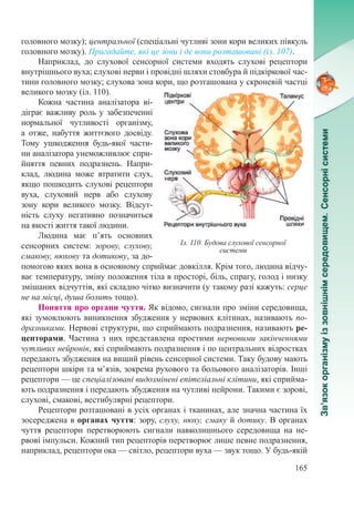 165
головного мозку); центральної (спеціальні чутливі зони кори великих півкуль
головного мозку). Пригадайте, які це зони і де вони розташовані (іл. 107).
Наприклад, до слухової сенсорної системи входять слухові рецептори
внутрішнього вуха; слухові нерви і провідні шляхи стовбура й підкіркової час-
тини головного мозку; слухова зона кори, що розташована у скроневій частці
великого мозку (іл. 110).
Кожна частина аналізатора ві-
діграє важливу роль у забезпеченні
нормальної чутливості організму,
а отже, набуття життєвого досвіду.
Тому ушкодження будь-якої части-
ни аналізатора унеможливлює спри­
йняття певних подразнень. Напри-
клад, людина може втратити слух,
якщо пошкодить слухові рецептори
вуха, слуховий нерв або слухову
зону кори великого мозку. Відсут-
ність слуху негативно позначиться
на якості життя такої людини.
Людина має п’ять основних
сенсорних систем: зорову, слухову,
смакову, нюхову та дотикову, за до-
помогою яких вона в основному сприймає довкілля. Крім того, людина відчу-
ває температуру, зміну положення тіла в просторі, біль, спрагу, голод і низку
змішаних відчуттів, які складно чітко визначити (у такому разі кажуть: серце
не на місці, душа болить тощо).
Поняття про органи чуття. Як відомо, сигнали про зміни середовища,
які зумовлюють виникнення збудження у нервових клітинах, називають по-
дразниками. Нервові структури, що сприймають подразнення, називають ре-
цепторами. Частина з них представлена простими нервовими закінченнями
чутливих нейронів, які сприймають подразнення і по центральних відростках
передають збудження на вищий рівень сенсорної системи. Таку будову мають
рецептори шкіри та м’язів, зокрема рухового та больового аналізаторів. Інші
рецептори — це спеціалізовані видозмінені епітеліальні клітини, які сприйма-
ють подразнення і передають збудження на чутливі нейрони. Такими є зорові,
слухові, смакові, вестибулярні рецептори.
Рецептори розташовані в усіх органах і тканинах, але значна частина їх
зосереджена в органах чуття: зору, слуху, нюху, смаку й дотику. В органах
чуття рецептори перетворюють сигнали навколишнього середовища на не-
рвові імпульси. Кожний тип рецепторів перетворює лише певне подразнення,
наприклад, рецептори ока — світло, рецептори вуха — звук тощо. У будь-якій
Іл. 110. Будова слухової сенсорної
системи
 