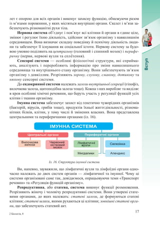 17
2 Біологія, 8
лет є опорою для всіх органів і виконує захисну функцію, обмежуючи разом
із м’язами порожнини, у яких містяться внутрішні органи. Скелет і м’язи за-
безпечують різноманітні рухи тіла.
Нервова система об’єднує і пов’язує всі клітини й органи в єдине ціле,
змінює і регулює їхню діяльність, здійснює зв’язок організму з навколишнім
середовищем. Вона визначає складну поведінку й психічну діяльність люди-
ни та забезпечує її існування як соціальної істоти. Нервову систему за будо-
вою умовно поділяють на центральну (головний і спинний мозок) і перифе-
ричну (нерви, нервові вузли та сплˆетення).
Сенсорні системи — особливі фізіологічні структури, які сприйма-
ють, аналізують і переробляють інформацію про зміни навколишнього
середовища та внутрішнього стану організму. Вони забезпечують зв’язок
організму з довкіллям. Розрізняють зорову, слухову, смакову, дотикову та
нюхову сенсорні системи.
До ендокринної системи належать залози внутрішньої секреції (гіпофіз,
вилочкова залоза, щитоподібна залоза тощо). Кожна з них виробляє та виділяє
в кров особливі хімічні речовини, що беруть участь у регуляції функцій усіх
клітин і тканин організму.
Імунна система забезпечує захист від генетично чужорідних організмів
(бактерій, вірусів, грибів тощо), продуктів їхньої життєдіяльності, різнома-
нітних білків, клітин, у тому числі й змінених власних. Вона представлена
центральними та периферичними органами (іл. 16).
Ви, напевно, зауважили, що лімфатичні вузли та лімфоїдні органи одно-
часно належать до двох систем органів — лімфатичної та імунної. Чому ці
системи організовані саме так, довідаємося, опрацьовуючи теми «Транспорт
речовин» та «Регуляція функцій організму».
Репродуктивна, або статева, система виконує функції розмноження.
Розрізняють жіночу і чоловічу репродуктивні системи. Вони утворені стате-
вими органами, до яких належать: статеві залози, де формуються статеві
клітини; статеві шляхи, якими рухаються ці клітини; зовнішні статеві орга-
ни, що забезпечують статевий акт.
Іл. 16. Структура імунної системи
 