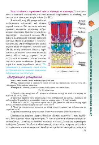 171
Роль сітківки у сприйнятті світла, кольору та простору. Заломлюю-
чись в оптичній системі ока, світлові промені потрапляють на сітківку, яка
складається з чотирьох шарів клітин (іл. 115).
Зовнішній шар (1) утворений епі-
теліальними клітинами, які містять
чорний пігмент. Він поглинає світлові
промені, сприяючи чіткішому зобра-
женню предметів. Далі містяться фото-
рецептори — колбочки й палички (2), у
яких за подразнення виникає нервовий
імпульс. Вони з’єднуються з нейрона-
ми третьо­­го (3) й четвертого (4) шарів,
аксони якого утворюють зоровий нерв
(5). По ньому нервовий імпульс пере-
дається до зорової зони кори великого
мозку. Місце виходу зорового нерва
із сітківки називають сліпою плямою,
оскільки воно позбавлене фоторецеп-
торів і не може сприймати світло. Пе-
реконатись у наявності сліпої плями
на сітківці ока ви зможете, виконавши
лабораторне дослідження.
Тема. Виявлення сліпої плями на сітківці ока.
Мета: переконатись у наявності сліпої плями на сітківці ока; з’ясувати та об-
ґрунтувати її біологічне значення.
Матеріали: картка для виявлення сліпої плями на сітківці ока.
Хід дослідження
1. Затуліть ліве око рукою або аркушем щільного паперу та помістіть картку на
відстані 15 см від очей.
2. Дивіться правим оком лише на хрестик, зображений на картці, і повільно то
наближайте її до себе, то віддаляйте, доки не зникне один із 3-х кружечків.
3. Повторіть дослід, затуливши праве око й фіксуючи погляд на великому кру-
жечку. Зображення якої фігури зникне з поля зору?
4. Чому за потрапляння променів на сліпу пляму сітківки ока зображення не
сприймається?
5. Зробіть висновок: у чому полягає біологічне значення сліпої плями ока?
Сітківка ока людини містить близько 130 млн паличок і 7 млн колбо-
чок. Розташовані вони нерівномірно. У центрі сітківки містяться переваж-
но колбочки. Це місце називають жовтою плямою. Для нього характерне
найкраще бачення. Колбочки збуджуються, якщо світло яскраве, до слабко-
го освітлення вони малочутливі. Колбочки сприймають колір й деталі пред-
Іл. 115. Будова сітківки ока
 