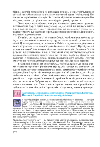 172
метів. Палички розташовані по периферії сітківки. Вони дуже чутливі до
світла і тому збуджуються навіть за поганого освітлення (сутінкового). Па-
лички не сприймають кольорів. За їхнього збудження виникає чорно-біле
відчуття, за якого розрізняється лише форма і розмір предмета.
Отже, подразнення фоторецепторів світловими променями спричиняє
перетворення енергії світла на нервовий імпульс, який по ланцюгу нейро-
нів, а далі по зоровому нерву спрямовується до потиличної частки кори
великого мозку. Тут одержана інформація «розшифровується», і виникають
відповідні зорові відчуття.
У сітківці ока людини є три типи колбочок. Колбочки першого типу ре-
агують переважно на червоний колір, другого — на зелений, третього — на
синій. Ці кольори називають основними. Найбільш чутливе око до червоно-
го кольору, менше — до зеленого, а найменше — до синього. При збудженні
різних типів колбочок виникає відчуття певних кольорів. Первинне їх роз-
різнення відбувається в сітківці, а остаточний колір формується в зорових
центрах кори головного мозку. Якщо всі три типи колбочок збуджуються
водночас і з однаковою силою, виникає відчуття білого кольору. Оптичне
змішування основних кольорів формує всі інші кольори та їх відтінки.
У здорової людини зір бінокулярний, тобто здійснюється двома очи-
ма з єдиним зоровим сприйняттям. При цьому простір, що сприймається
одним оком, частково перекривається з таким самим простором іншого ока
завдяки різниці кутів, під якими розглядається той самий предмет. Якщо
зображення на сітківках обох очей виникають в однакових місцях, зо-
ровий центр перетворює їх на одне і сприймає їх як віддалені на значну
відстань предмети. Зображення від близьких предметів, на які наведено
погляд, подвоюються. Саме завдяки ступеню подвоєння зоровий центр
забезпечує оцінку відстані до предметів та їх розташування у просторі.
Акомодація. Сліпа пляма. Жовта пляма. Фоторецептори. Колбочки.  
Палички. Сприйняття світла, кольору, простору
У фоторецепторах містяться світлочутливі речовини: у паличках  — пігмент
пурпурового кольору — родопсин; у колбочках — пігмент фіолетового ко-
льору — йодопсин. Ці речовини перебувають у фоторецепторах у неактивній
формі. Під впливом енергії світла вони активізуються, збуджують фоторе-
цептори та спричиняють виникнення нервових імпульсів. Активна форма зорових піг-
ментів є нестійкою і розкладається на білок опсин і вітамін А. Відновлення пігментів
відбувається шляхом нового з’єднання цих речовин. Саме тому вітамін А відіграє таку
важливу роль для зору. Його нестача спричиняє значне погіршення сутінкового зору,
так звану курячу сліпоту.
Механізм бінокулярного зору — це рефлекторне злиття зображення, що виникає вна-
слідок одночасного збудження фоторецепторів обох очей. Для сфокусування погляду на
предметі необхідне сходження осей зору лівого і правого ока на ньому. Це досягається
шляхом обертання очних яблук, яке здійснюється при скороченні очних м’язів. Якщо
звести осі зору на близький предмет, то далекий при цьому буде роздвоюватися.
 