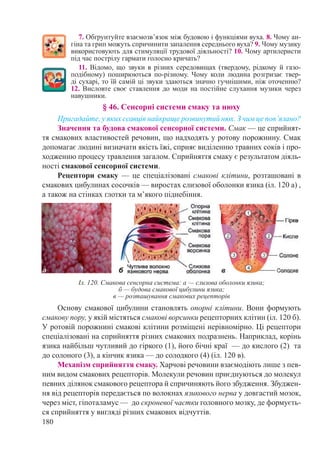 180
7. Обґрунтуйте взаємозв’язок між будовою і функціями вуха. 8. Чому ан-
гіна та грип можуть спричинити запалення середнього вуха? 9. Чому музику
використовують для стимуляції трудової діяльності? 10. Чому артилеристи
під час пострілу гармати голосно кричать?
11. Відомо, що звуки в різних середовищах (твердому, рідкому й газо-
подібному) поширюються по-різному. Чому коли людина розгризає твер-
ді сухарі, то їй самій ці звуки здаються значно гучнішими, ніж оточенню?
12. Висловте своє ставлення до моди на постійне слухання музики через
навушники.
§ 46. Сенсорні системи смаку та нюху
Пригадайте, у яких ссавців найкраще розвинутий нюх. З чим це пов’язано?
Значення та будова смакової сенсорної системи. Смак — це сприйнят-
тя смакових властивостей речовин, що надходять у ротову порожнину. Смак
допомагає людині визначати якість їжі, сприяє виділенню травних соків і про-
ходженню процесу травлення загалом. Сприйняття смаку є результатом діяль-
ності смакової сенсорної системи.
Рецептори смаку — це спеціалізовані смакові клітини, розташовані в
смакових цибулинах сосочків — виростах слизової оболонки язика (іл. 120 а) ,
а також на стінках глотки та м’якого піднебіння.
Основу смакової цибулини становлять опорні клітини. Вони формують
смакову пору, у якій містяться смакові ворсинки рецепторних клітин (іл. 120 б).
У ротовій порожнині смакові клітини розміщені нерівномірно. Ці рецептори
спеціалізовані на сприйняття різних смакових подразнень. Наприклад, корінь
язика найбільш чутливий до гіркого (1), його бічні краї  — до кислого (2)  та
до солоного (3), а кінчик язика — до солодкого (4) (іл. 120 в).
Механізм сприйняття смаку. Харчові речовини взаємодіють лише з пев-
ним видом смакових рецепторів. Молекули речовин приєднуються до молекул
певних ділянок смакового рецептора й спричиняють його збудження. Збуджен-
ня від рецепторів передається по волокнах язикового нерва у довгастий мозок,
через міст, гіпоталамус — до скроневої частки головного мозку, де формуєть-
ся сприйняття у вигляді різних смакових відчуттів.
Іл. 120. Смакова сенсорна система: а — слизова оболонки язика;
б — будова смакової цибулини язика;
в — розташування смакових рецепторів
 