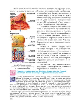 182
Якщо форма молекули пахучої речовини підходить до структури білка,
як ключ до замка, то між ними відбувається хімічна взаємодія. Мембрана ре-
цепторної клітини збуджується, виникають
нервові імпульси. Звідси вони надходять
по нюховому нерву до кори головного мозку
(іл. 121), де й виникають відповідні нюхові
відчуття. Це найкоротший зв’язок головно-
го мозку з нав­колишнім середовищем.
Запахи класифікують за багатьма озна-
ками. За психологічним сприйняттям їх по-
діляють на приємні, неприємні та байдужі.
Відчуття певного запаху залежить від кон-
центрації пахучої речовини. Наприклад,
концентрована ефірна олія багатьох рослин
має важкий невизначений запах. Але якщо
її сильно розвести, то відчувається приєм-
ний аромат.
Нюхова, як і смакова, сенсорна систе-
ма швидко адаптується до дії подразнень.
Наприклад, увійшовши в приміщення, де є
якийсь запах, через певний час перестаємо
його відчувати. Однак ця здатність зале-
жить від багатьох чинників (погодних умов,
забруднення довкілля, стану здоров’я, на­
ст­рою тощо).
Але нюх, як і смак, можна тренувати,
збільшуючи здатність розрізняти і характе-
ризувати запахи у десятки разів.
Смакова сенсорна система. Нюхова сенсорна система. Смакові
рецептори. Нюхові рецептори. Сприйняття смаку та запаху
Досі ще не встановлено одиниць виміру смаку й чіткості їх класифікації.
Одним з перших запропонував класифікацію смаків відомий російський
учений Михайло Ломоносов. Він писав: «Головні зі смакових відчуттів, що
найкраще розрізняються, такі: 1) кислий, як оцет; 2) їдкий, як винний спирт;
3) солодкий, як мед; 4) гіркий, як смола; 5) солоний, як сіль; 6) гострий, як
дика редька; 7) кислуватий, як недозрілий плід». Більшість же вчених визнає 4 еле-
ментарні смакові відчуття: солодке, солоне, кисле й гірке. За теорією Ханса Хеннінга
(початок ХХ ст.), будь-який смак можна отримати, якщо змішати в необхідній пропо-
рції три із чотирьох можливих первинних смаків.
Смаковий поріг (мінімальна концентрація речовини, що викликає відчуття смаку)
неоднаковий для різних хімічних речовин. Так, цукор відчувається за концентрації
0,01 моль/л води, кухонна сіль — 0,05 моль/л, лимонна кислота — 0,009 моль/л. Тобто
люди більш чутливі до кислого і менш чутливі до солодкого.
Іл. 121. Нюхова сенсорна
система. а — носова порожнина;
б — нюховий епітелій
 