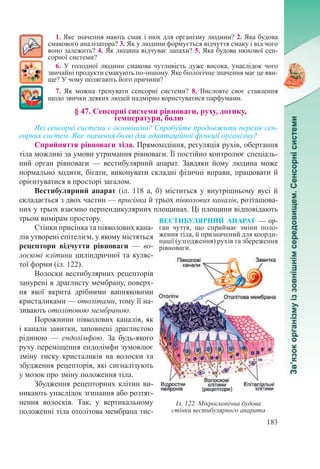 183
1. Яке значення мають смак і нюх для організму людини? 2. Яка будова
смакового аналізатора? 3. Як у людини формується відчуття смаку і від чого
воно залежить? 4. Як людина відчуває запахи? 5. Яка будова нюхової сен-
сорної системи?
6. У голодної людини смакова чутливість дуже висока, унаслідок чого
звичайні продукти смакують по-іншому. Яке біологічне значення має це яви-
ще? У чому полягають його причини?
7. Як можна тренувати сенсорні системи? 8. Висловте своє ставлення
щодо звички деяких людей надмірно користуватися парфумами.
§ 47. Сенсорні системи рівноваги, руху, дотику,  
температури, болю
Які сенсорні системи є основними? Спробуйте продовжити перелік сен-
сорних систем. Яке значення болю для адаптаційної функції організму?
Сприйняття рівноваги тіла. Прямоходіння, регуляція рухів, обертання
тіла можливі за умови утримання рівноваги. Її постійно контролює спеціаль-
ний орган рівноваги  — вестибулярний апарат. Завдяки йому людина може
нормально ходити, бігати, виконувати складні фізичні вправи, працювати й
орієнтуватися в просторі загалом.
Вестибулярний апарат (іл. 118 а, б) міститься у внутрішньому вусі й
складається з двох частин — присінка й трьох півколових каналів, розташова-
них у трьох взаємно перпендикулярних площинах. Ці площини відповідають
трьом вимірам простору.
Стінки присінка та півколових кана-
лів утворені епітелієм, у якому містяться
рецептори відчуття рівноваги  — во-
лоскові клітини циліндричної та куляс-
тої форми (іл. 122).
Волоски вестибулярних рецепторів
занурені в драглисту мембрану, поверх-
ня якої вкрита дрібними вапняковими
кристаликами — отолітами, тому її на-
зивають отолітовою мембраною.
Порожнини півколових каналів, як
і канали завитки, заповнені драглистою
рідиною  — ендолімфою. За будь-якого
руху переміщення ендолімфи зумовлює
зміну тиску кристаликів на волоски та
збудження рецепторів, які сигналізують
у мозок про зміну положення тіла.
Збудження рецепторних клітин ви-
никають унаслідок згинання або розтяг-
нення волосків. Так, у вертикальному
положенні тіла отолітова мембрана тис-
ВЕСТИБУЛЯРНИЙ АПАРАТ  — ор-
ган чуття, що сприймає зміни поло-
ження тіла, й призначений для коорди-
нації (узгодження) рухів та збереження
рівноваги.
Іл. 122. Мікроскопічна будова
стінки вестибулярного апарата
 