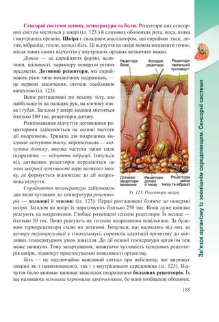 185
Сенсорні системи дотику, температури та болю. Рецептори цих сенсор-
них систем містяться у шкірі (іл. 123 ) й слизових оболонках рота, носа, язика
і внутрішніх органів. Шкіра є складним аналізатором, що сприймає тиск, до-
тик, вібрацію, тепло, холод і біль. Ці відчуття на шкірі можна визначити точно;
місця таких самих відчуттів у внутрішніх органах визначити важко.
Дотик  — це сприйняття форми, вели-
чини, щільності, характеру поверхні різних
предметів. Дотикові рецептори, які сприй-
мають різні типи механічних подразнень, —
це нервові закінчення, оточені особливою
капсулою (іл. 123).
Вони розташовані по всьому тілу, але
найбільше їх на пальцях рук, на кінчику язи-
ка і губах. Загалом у шкірі людини міститься
близько 500 тис. рецепторів дотику.
Розпізнавання відчуттів дотиковими ре-
цепторами здійснюється на основі частоти
дії подразнень. Тривала дія подразника ви-
кликає відчуття тиску, короткочасна — від-
чуття дотику, висока частота зміни сили
подразника  — відчуття вібрації. Імпульси
від дотикових рецепторів передаються до
зони шкірної чутливості кори великого моз-
ку, де формується відповідне до дії подраз-
ника відчуття.
Сприйняття температури здійснюють
два види чутливих до температури рецепто-
рів — холодові й теплові (іл. 123). Перші розташовані ближче до поверхні
шкіри. Загалом на шкірі їх нараховують близько 250 тис. Вони дуже швидко
реагують на подразнення. Глибше розміщені теплові рецептори. Їх менше —
близько 30 тис. Вони реагують на теплове подразнення повільніше. За будо-
вою терморецептори схожі на дотикові. Імпульси, що надходять від них до
центру терморегуляції у гіпоталамусі, сприяють адаптації організму до мін-
ливих температурних умов довкілля. До дії певної температури організм теж
може звикнути. Тому загартування, знижуючи чутливість холодових рецепто-
рів шкіри, підвищує пристосувальні можливості організму.
Біль  — це надзвичайно важливий сигнал про небезпеку, що загрожує
людині як з навколишнього, так і з внутрішнього середовища (іл. 123). Від-
чуття болю виникає виникає внаслідок подразнення больових рецепторів. Їх
ще називають вільними нервовими закінченнями, бо вони позбавлені оболонок.
Іл. 123. Рецептори шкіри
 