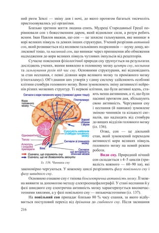 216
ний ритм Землі — зміну дня і ночі, до якого протягом багатьох тисячоліть
пристосовувались усі організми.
Близько третини життя людина спить. Мудреці Стародавньої Греції по-
рівнювали сон з божественним даром, який відновлює сили, а розум робить
ясним. Іван Павлов вважав, що сон — це захисне гальмування, яке виникає в
корі великих півкуль та деяких інших структурах. Учений розрізняв активний
сон, який розвивається під впливом гальмівних подразників — шуму дощу, ко-
лискової тощо, та пасивний сон, що виникає через припинення або обмеження
надходження до кори великих півкуль чутливих імпульсів від рецепторів.
Сучасне пояснення фізіологічної природи сну ґрунтується на результатах
досліджень учених, якими виявлено в головному мозку центри сну, неспання
та гальмування рухів під час сну. Основними структурами, які відповідають
за стан неспання, є певні ділянки кори великого мозку та проміжного мозку
(гіпоталамус). Об’єднання цих утворів у єдину систему здійснюють особливі
клітини стовбура головного мозку. Вони зумовлюють зміну активності нейро-
нів різних мозкових структур. Ті нервові клітини, що були активні вдень, ста-
ють менш активними, а ті, що були
пасивні протягом дня, збільшують
свою активність. Чергування сну
і неспання (й навпаки) зумовлене
зміною чинників та кількості сиг-
налів, що надходять від стовбура
до вищих відділів головного мозку
(іл. 136).
Отже, сон — це діяльний
стан, який зумовлений переходом
активності кори великих півкуль
головного мозку на новий режим
роботи.
Види сну. Природний нічний
сон складається з 4–5 циклів (три-
валість кожного — 60–90 хв), які
закономірно чергуються. У кожному циклі розрізняють фазу повільного сну і
фазу швидкого сну.
Основною ознакою сну є типова біоелектрична активність мозку. Її мож-
на виявити за допомогою методу електроенцефалографії. У стані неспання й у
фазі швидкого сну електрична активність мозку характеризується високочас-
тотними хвилями, а у фазі повільного сну — низькочастотними (іл. 137).
На повільний сон припадає близько 80 % часу спання, за якого відбу-
вається поступовий перехід від дрімання до глибокого сну. Після засинання
Іл. 136. Чинники сну
 