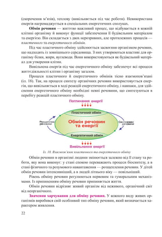 22
(скорочення м’язів), теплову (вивільняється під час роботи). Невикористана
енергія нагромаджується в спеціальних енергетичних сполуках.
Обмін речовин — життєво важливий процес, що відбувається в кожній
клітині організму й виконує функції забезпечення її будівельним матеріалом
та енергією. Він складається з двох нерозривних, але протилежних процесів —
пластичного та енергетичного обмінів.
Під час пластичного обміну здійснюється засвоєння організмом речовин,
що надходять із зовнішнього середовища. З них утворюються властиві для ор-
ганізму білки, жири, вуглеводи. Вони використовуються як будівельний матері-
ал для утворення клітин.
Вивільнена енергія під час енергетичного обміну забезпечує всі процеси
життєдіяльності клітин і організму загалом.
Процеси пластичного й енергетичного обмінів тісно взаємопов’язані
(іл. 18). Так, на процеси синтезу органічних речовин використовується енер-
гія, що вивільняється в ході реакцій енергетичного обміну, і навпаки, для здій-
снення енергетичного обміну необхідні певні речовини, що синтезуються в
перебігу реакцій пластичного обміну.
Обмін речовин в організмі людини змінюється залежно від її стану та ро-
боти, яку вона виконує: у стані спокою переважають процеси біосинтезу, а в
стані фізичного та розумового навантаження — розщеплення речовин. У дітей
обмін речовин інтенсивніший, а в людей літнього віку — повільніший.
Рівень обміну речовин регулюються нервовим та гуморальним механіз-
мами. Із припиненням обміну речовин припиняється життя.
Обмін речовин відрізняє живий організм від неживого, органічний світ
від неорганічного.
Значення харчування для обміну речовин. У кожного виду живих ор-
ганізмів виробився свій особливий тип обміну речовин, який визначається ха-
рактером живлення.
Іл. 18. Взаємозв’язок пластичного та енергетичного обміну
 
