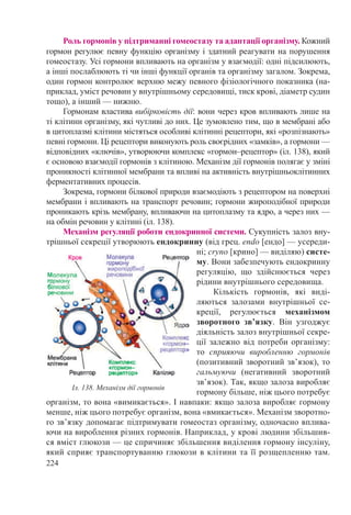 224
Роль гормонів у підтриманні гомеостазу та адаптації організму. Кожний
гормон регулює певну функцію організму і здатний реагувати на порушення
гомеостазу. Усі гормони впливають на організм у взаємодії: одні підсилюють,
а інші послаблюють ті чи інші функції органів та організму загалом. Зокрема,
один гормон контролює верхню межу певного фізіологічного показника (на-
приклад, уміст речовин у внутрішньому середовищі, тиск крові, діаметр судин
тощо), а інший — нижню.
Гормонам властива вибірковість дії: вони через кров впливають лише на
ті клітини організму, які чутливі до них. Це зумовлено тим, що в мембрані або
в цитоплазмі клітини містяться особливі клітинні рецептори, які «розпізнають»
певні гормони. Ці рецептори виконують роль своєрідних «замків», а гормони —
відповідних «ключів», утворюючи комплекс «гормон–рецеп­тор» (іл. 138), який
є основою взаємодії гормонів з клітиною. Механізм дії гормонів полягає у зміні
проникності клітинної мембрани та впливі на активність внутрішньоклітинних
ферментативних процесів.
Зокрема, гормони білкової природи взаємодіють з рецептором на поверхні
мембрани і впливають на транспорт речовин; гормони жироподібної природи
проникають крізь мембрану, впливаючи на цитоплазму та ядро, а через них —
на обмін речовин у клітині (іл. 138).
Механізм регуляції роботи ендокринної системи. Сукупність залоз вну-
трішньої секреції утворюють ендокринну (від грец. endo [ендо] — усереди-
ні; cryno [крино] — виділяю) систе-
му. Вони забезпечують ендокринну
регуляцію, що здійснюється через
рідини внутрішнього середовища.
Кількість гормонів, які виді-
ляються залозами внутрішньої се-
креції, регулюється механізмом
зворотного зв’язку. Він узгоджує
діяльність залоз внутрішньої секре-
ції залежно від потреби організму:
то сприяючи виробленню гормонів
(позитивний зворотний зв’язок), то
гальмуючи (негативний зворотний
зв’язок). Так, якщо залоза виробляє
гормону більше, ніж цього потребує
організм, то вона «вимикається». І навпаки: якщо залоза виробляє гормону
менше, ніж цього потребує організм, вона «вмикається». Механізм зворотно-
го зв’язку допомагає підтримувати гомеостаз організму, одночасно вплива-
ючи на вироблення різних гормонів. Наприклад, у крові людини збільшив-
ся вміст глюкози — це спричиняє збільшення виділення гормону інсуліну,
який сприяє транспортуванню глюкози в клітини та її розщепленню там.
Іл. 138. Механізм дії гормонів
 