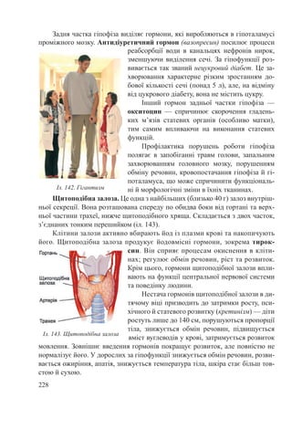 228
Задня частка гіпофіза виділяє гормони, які виробляються в гіпоталамусі
проміжного мозку. Антидіуретичний гормон (вазопресин) посилює процеси
реабсорбції води в канальцях нефронів нирок,
зменшуючи виділення сечі. За гіпофункції роз-
вивається так званий нецукровий діабет. Це за-
хворювання характерне різким зростанням до-
бової кількості сечі (понад 5 л), але, на відміну
від цукрового діабету, вона не містить цукру.
Інший гормон задньої частки гіпофіза  —
окситоцин  — спричинює скорочення гладень-
ких м’язів статевих органів (особливо матки),
тим самим впливаючи на виконання статевих
функцій.
Профілактика порушень роботи гіпофіза
полягає в запобіганні травм голови, запальним
захворюванням головного мозку, порушенням
обміну речовин, кровопостачання гіпофіза й гі-
поталамуса, що може спричинити функціональ-
ні й морфологічні зміни в їхніх тканинах.
Щитоподібна залоза. Це одна з найбільших (близько 40 г) залоз внутріш-
ньої секреції. Вона розташована спереду по обидва боки від гортані та верх-
ньої частини трахеї, нижче щитоподібного хряща. Складається з двох часток,
з’єднаних тонким перешийком (іл. 143).
Клітини залози активно вбирають йод із плазми крові та накопичують
його. Щитоподібна залоза продукує йодовмісні гормони, зокрема тирок-
син. Він сприяє процесам окиснення в кліти-
нах; регулює обмін речовин, ріст та розвиток.
Крім цього, гормони щитоподібної залози впли-
вають на функції центральної нервової системи
та поведінку людини.
Нестача гормонів щитоподібної залози в ди-
тячому віці призводить до затримки росту, пси-
хічного й статевого розвитку (кретинізм) — діти
ростуть лише до 140 см, порушуються пропорції
тіла, знижується обмін речовин, підвищується
вміст вуглеводів у крові, затримується розвиток
мовлення. Зовнішнє введення гормонів покращує розвиток, але повністю не
нормалізує його. У дорослих за гіпофункції знижується обмін речовин, розви-
вається ожиріння, апатія, знижується температура тіла, шкіра стає більш тов-
стою й сухою.
Іл. 142. Гігантизм
Іл. 143. Щитоподібна залоза
 