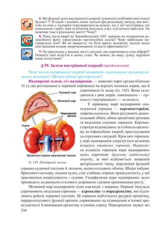 230
6. Які функції залоз внутрішньої секреції зумовлені особливостями їхньої
будови? 7. В одній з відомих казок ідеться про розгнівану мачуху, яка мит-
тєво на очах у падчерки перетворилася на відьму: ніс у неї загострився, очі
повилазили з орбіт, шия та обличчя надулися, а все тіло почало трястися. Чи
можливе таке в реальному житті? Чому?
8. Чому після аварії на Чорнобильської АЕС першою на підвищення ра-
діаційного фону «зреагувала» щитоподібна залоза? Чому найбільше по-
страждали діти? Як ви вважаєте, чи було вжито належних заходів щодо
пом’якшення впливу випромінювання та яка їх ефективність?
9. Чи траплялись у вашому житті ситуації, що спричиняють стан ейфорії?
Опишіть свої відчуття в цьому стані. Чи можна, на вашу думку, керувати
цими відчуттями?
§ 59. Залози внутрішньої секреції (продовження)
Чому залози внутрішньої секреції називають «маленькими органами ве-
ликого значення»? Що вам відомо про адреналін?
Надниркові залози, або наднирники, — невеликі парні органи (близько
15 г), що розташовані в черевній порожнині на верхніх полюсах нирок, що й
спричинило їх назву (іл. 145). Вони скла-
даються з двох шарів: зовнішнього — кір-
кового і внутрішнього — мозкового.
У кірковому шарі наднирників син-
тезуються гормони  — кортикостероїди,
зокрема кортизон. Вони регулюють водно-
сольовий обмін, обмін органічних речовин
та виділення статевих гормонів. Кортико­
стероїди відповідають за стійкість організ-
му до інфекційних хвороб, пристосування
до стресових ситуацій. Крім цих гормонів,
у корі наднирників секретується незначна
кількість статевих гормонів. Недостат-
ня кількість гормонів кори надниркових
залоз спричиняє бронзову (аддісонову)
хворобу, за якої відбувається зниження
артеріального тиску, порушення функцій
серцево-судинної системи й дихання, водно-сольового обміну. Шкіра набуває
бронзового кольору, людина худне, стає слабкою, втрачає працездатність, у неї
трапляються непритомність і судоми. Гіперфункція кори надниркових залоз
призводить до раннього статевого дозрівання з різким припиненням росту.
Мозковий шар наднирників тісно взаємодіє з нервами. Нервові імпульси
спричиняють виділення гормонів — адреналіну та норадреналіну, які підси-
люють роботу нервової системи. Ці гормони мобілізують ресурси організму,
перерозподіляють функції органів, спрямованих на підвищення м’язової пра-
цездатності й виживання організму в умовах стресу. Норадреналін звужує всі
Іл. 145. Надниркові залози
 