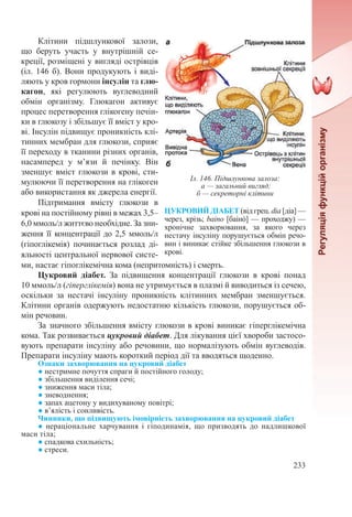 233
Клітини підшлункової залози,
що беруть участь у внутрішній се-
креції, розміщені у вигляді острівців
(іл. 146 б). Вони продукують і виді-
ляють у кров гормони інсулін та глю-
кагон, які регулюють вуглеводний
обмін організму. Глюкагон активує
процес перетворення глікогену печін-
ки в глюкозу і збільшує її вміст у кро-
ві. Інсулін підвищує проникність клі-
тинних мембран для глюкози, сприяє
її переходу в тканини різних органів,
насамперед у м’язи й печінку. Він
зменшує вміст глюкози в крові, сти-
мулюючи її перетворення на глікоген
або використання як джерела енергії.
Підтримання вмісту глюкози в
крові на постійному рівні в межах 3,5–
6,0 ммоль/л життєво необхідне. За зни-
ження її концентрації до 2,5 ммоль/л
(гіпоглікемія) починається розлад ді-
яльності центральної нервової систе-
ми, настає гіпоглікемічна кома (непритомність) і смерть.
Цукровий діабет. За підвищення концентрації глюкози в крові понад
10 ммоль/л (гіперглікемія) вона не утримується в плазмі й виводиться із сечею,
оскільки за нестачі інсуліну проникність клітинних мембран зменшується.
Клітини органів одержують недостатню кількість глюкози, порушується об-
мін речовин.
За значного збільшення вмісту глюкози в крові виникає гіперглікемічна
кома. Так розвивається цукровий діабет. Для лікування цієї хвороби застосо-
вують препарати інсуліну або речовини, що нормалізують обмін вуглеводів.
Препарати інсуліну мають короткий період дії та вводяться щоденно.
Ознаки захворювання на цукровий діабет
● нестримне почуття спраги й постійного голоду;
● збільшення виділення сечі;
● зниження маси тіла;
● зневоднення;
● запах ацетону у видихуваному повітрі;
● в’ялість і сонливість.
Чинники, що підвищують імовірність захворювання на цукровий діабет
● нераціональне харчування і гіподинамія, що призводять до надлишкової
маси тіла;
● спадкова схильність;
● стреси.
Іл. 146. Підшлункова залоза:
а — загальний вигляд;
б — секреторні клітини
ЦУКРОВИЙ ДІАБЕТ (від грец. dia [діa] —
через, крізь; baino [баінό] — проходжу) —
хронічне захворювання, за якого через
нестачу інсуліну порушується обмін речо-
вин і виникає стійке збільшення глюкози в
крові.
 