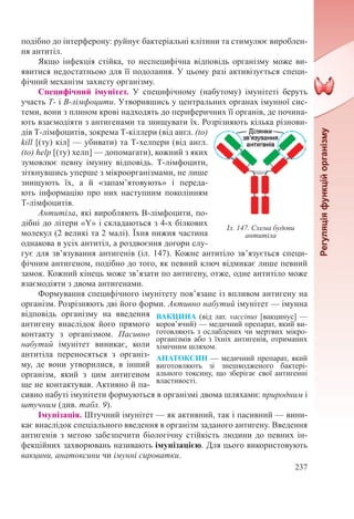 237
подібно до інтерферону: руйнує бактеріальні клітини та стимулює вироблен-
ня антитіл.
Якщо інфекція стійка, то неспецифічна відповідь організму може ви-
явитися недостатньою для її подолання. У цьому разі активізується специ-
фічний механізм захисту організму.
Специфічний імунітет. У специфічному (набутому) імунітеті беруть
участь Т- і В-лімфоцити. Утворившись у центральних органах імунної сис-
теми, вони з плином крові надходять до периферичних її органів, де почина-
ють взаємодіяти з антигенами та знищувати їх. Розрізняють кілька різнови-
дів Т-лімфоцитів, зокрема Т-кіллери (від англ. (to)
kill [(ту) кіл] — убивати) та Т-хелпери (від англ.
(to) help [(ту) хелп] — допомагати), кожний з яких
зумовлює певну імунну відповідь. Т-лімфоцити,
зіткнувшись уперше з мікроорганізмами, не лише
знищують їх, а й «запам’ятовують» і переда-
ють інформацію про них наступним поколінням
Т-лімфоцитів.
Антитіла, які виробляють В-лімфоцити, по-
дібні до літери «Y» і складаються з 4-х білкових
молекул (2 великі та 2 малі). Їхня нижня частина
однакова в усіх антитіл, а роздвоєння догори слу-
гує для зв’язування антигенів (іл. 147). Кожне антитіло зв’язується специ-
фічним антигеном, подібно до того, як певний ключ відмикає лише певний
замок. Кожний кінець може зв’язати по антигену, отже, одне антитіло може
взаємодіяти з двома антигенами.
Формування специфічного імунітету пов’язане із впливом антигену на
організм. Розрізняють дві його форми. Активно набутий імунітет — імунна
відповідь організму на введення
антигену внаслідок його прямого
контакту з організмом. Пасивно
набутий імунітет виникає, коли
антитіла переносяться з організ-
му, де вони утворилися, в інший
організм, який з цим антигеном
ще не контактував. Активно й па-
сивно набуті імунітети формуються в організмі двома шляхами: природним і
штучним (див. табл. 9).
Імунізація. Штучний імунітет — як активний, так і пасивний — вини-
кає внаслідок спеціального введення в організм заданого антигену. Введення
антигенів з метою забезпечити біологічну стійкість людини до певних ін-
фекційних захворювань називають імунізацією. Для цього використовують
вакцини, анатоксини чи імунні сироватки.
Іл. 147. Схема будови
антитіла
ВАКЦИНА (від лат. vaccіnus [вакцинус] —
коров’ячий) — медичний препарат, який ви-
готовляють з ослаблених чи мертвих мікро-
організмів або з їхніх антигенів, отриманих
хімічним шляхом.
АНАТОКСИН — медичний препарат, який
виготовляють зі знешкодженого бактері-
ального токсину, що зберігає свої антигенні
властивості.
 