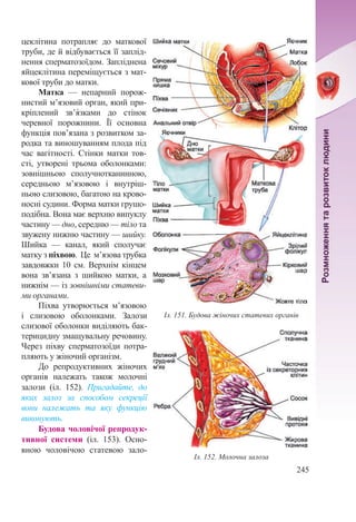 245
цеклітина потрапляє до маткової
труби, де й відбувається її заплід-
нення сперматозоїдом. Запліднена
яйцеклітина переміщується з мат-
кової труби до матки.
Матка  — непарний порож-
нистий м’язовий орган, який при-
кріплений зв’я́зками до стінок
черевної порожнини. Її основна
функція пов’язана з розвитком за-
родка та виношуванням плода під
час вагітності. Стінки матки тов-
сті, утворені трьома оболонками:
зовнішньою сполучнотканинною,
середньою м’язовою і внутріш-
ньою слизовою, багатою на крово-
носні судини. Форма матки грушо-
подібна. Вона має верхню випуклу
частину — дно, середню — тіло та
звужену нижню частину — шийку.
Шийка  — канал, який сполучає
матку з піхвою. Це м’язова трубка
завдовжки 10  см. Верхнім кінцем
вона зв’язана з шийкою матки, а
нижнім — із зовнішніми статеви-
ми органами.
Піхва утворюється м’язовою
і слизовою оболонками. Залози
слизової оболонки виділяють бак-
терицидну змащувальну речовину.
Через піхву сперматозоїди потра-
пляють у жіночий організм.
До репродуктивних жіночих
органів належать також молочні
залози (іл.  152). Пригадайте, до
яких залоз за способом секреції
вони належать та яку функцію
виконують.
Будова чоловічої репродук-
тивної системи (іл.  153). Осно-
вною чоловічою статевою зало-
Іл. 151. Будова жіночих статевих органів
Іл. 152. Молочна залоза
 