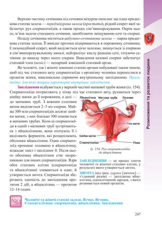 247
Верхню частину сечівника під сечовим міхуром охоплює ще одна придат-
кова статева залоза — передміхурова залоза (простата), рідкий секрет якої за-
безпечує рух сперматозоїдів, а також процес сім’явипорскування. Окрім цьо-
го, м’язи залози стискають сечівник, запобігаючи змішуванню сечі та сперми.
Позаду сечівника міститься цибулино-сечівникова залоза — парна придат-
кова статева залоза. Її вивідні протоки відкриваються в порожнину сечівника.
Слизоподібний секрет, який виділяється цією залозою, змішується зі спермою
в сім’явипорскувальному каналі, нейтралізує кислу реакцію сечі, готуючи се-
чівник до викиду через нього сперми. Виведення назовні сперми забезпечує
статевий член (пеніс) — непарний зовнішній статевий орган.
Як чоловічі, так і жіночі зовнішні статеві органи побудовані таким чином,
щоб під час статевого акту сперматозоїди з організму чоловіка перенеслися в
організм жінки, максимально сприяючи внутрішньому заплідненню. Прига-
дайте, для яких тварин характерне внутрішнє запліднення.
Запліднення відбувається у верхній частині маткової труби жінки (іл. 154).
Сперматозоїди потрапляють у піхву під час статевого акту, рухаються через
шийку матки до її порожнини, а далі —
до маткових труб. З кожним статевим
актом виділяється 2–3 мл сперми. Май-
же 300 млн сперматозоїдів досягає ший-
ки матки, з них близько 300 опиняється
в маткових трубах. Коли ці сперматозої-
ди в одній з маткових труб зустрічають-
ся з яйцеклітиною, вони оточують її і
виділяють ферменти, які розщеплюють
оболонки яйцеклітини. Один спермато-
зоїд проникає головкою в яйцеклітину,
відкидає хвіст і запліднює її. Після цьо-
го оболонка яйцеклітини стає непро-
никною для інших сперматозоїдів. Ядра
обох статевих клітин (сперматозоїда
та яйцеклітини) зливаються в одне, й
утворюється зигота. Сперматозоїди збе-
рігають здатність до запліднення про-
тягом 2 діб, а яйцеклітина — протягом
12–14 годин.
Чоловічі та жіночі статеві залози. Яєчко. Яєчник.  
Статеві клітини: сперматозоїд, яйцеклітина. Запліднення
ЗАПЛІДНЕННЯ  — це процес злиття
чоловічої та жіночої статевих клітин, у
результаті якого утворюється зигота.
ЗИГОТА (від грец. zygotos [зиготос] —
з’єднаний разом)  — запліднена яйце-
клітина, одноклітинний зародок, з якого
розвивається новий організм.
Іл. 154. Рух сперматозоїдів
до яйцеклітини
 