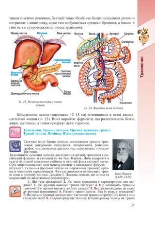 37
тинам токсичні речовини, бактерії тощо. Особливо багато шкідливих речовин
потрапляє з кишечнику, адже там відбуваються процеси бродіння, а інколи й
гниття, які супроводжують процес травлення.
Підшлункова залоза (завдовжки 12–15 см) розташована в петлі дванад-
цятипалої кишки (іл. 23). Вона виробляє ферменти, що розщеплюють білки,
жири, вуглеводи, а також продукує деякі гормони.
Травлення. Травна система. Органи травного тракту.  
Травні залози. Печінка. Підшлункова залоза
Сьогодні існує багато методів дослідження органів трав-
лення: зондування, ендоскопія, лапароскопія, рентгено-
графія, ультразвукова діагностика, сканувальна томогра-
фія тощо.
Засновником сучасних методів дослідження органів травлення є ро-
сійський фізіолог зі світовим ім’ям Іван Павлов. Його відкриття в
галузі фі­зіології травлення увійшли в золотий фонд світової науки.
Суть запропонованого ним методу полягає в накладанні фістули —
штучного з’єднання протоків залози чи порожнини травного орга-
на із зовнішнім середовищем. Фістула дозволила отримувати трав-
ні соки в чистому вигляді. Досліди І. Павлова довели, що слина та
шлунковий сік виділяються рефлекторно.
1. Що таке травлення? 2. Які типи травлення є характерними для лю-
дини? 3. Які функції виконує травна система? 4. Що називають травним
трактом? Які органи входять до його складу? 5. Які органи входять до скла-
ду ротової порожнини? 6. Назвіть травні залози. Яка їх роль у травленні?
7. Які органи травної системи не є частиною травного тракту? Як вони з ним
сполучаються? 8. Схарактеризуйте печінку й підшлункову залозу як травні
Іл. 24. Ворітна вена печінки
Іл. 23. Печінка та підшлункова
залоза
Іван Павлов
(1849–1936)
 