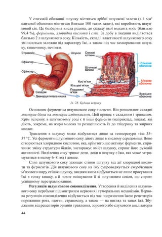 44
У слизовій оболонці шлунку містяться дрібні шлункові залози (в 1 мм2
слизової оболонки міститься близько 100 таких залоз), які виробляють шлун-
ковий сік. Це безбарвна кисла рідина, до складу якої входить вода (близько
99,4 %), ферменти, хлоридна кислота і слиз. За добу в людини виділяється
близько 2 л шлункового соку. Кількість, склад і властивості шлункового соку
змінюються залежно від характеру їжі, а також під час захворювання шлун-
ку, кишечнику, печінки.
Основним ферментом шлункового соку є пепсин. Він розщеплює складні
молекули білка на молекули амінокислот. Цей процес є складним і тривалим.
Крім пепсину, в шлунковому соці є й інші ферменти (наприклад, ліпаза), які
діють, зокрема, на жири молока та розщеплюють їх до гліцерину та жирних
кислот.
Травлення в шлунку може відбуватися лише за температури тіла 35–
37 °С. Усі ферменти шлункового соку діють лише в кислому середовищі. Воно
створюється хлоридною кислотою, яка, крім того, що активує ферменти, спри-
чиняє зміну структури білків, знезаражує вміст шлунку, сприяє його руховій
активності. Виділення соку триває доти, доки в шлунку є їжа, яка може затри-
муватися в ньому 6–8 год і довше.
Слиз шлункового соку захищає стінки шлунку від дії хлоридної кисло-
ти та ферментів. Дія шлункового соку на їжу супроводжується скороченням
м’язового шару стінок шлунку, завдяки яким відбувається не лише просування
їжі в тонку кишку, а й повне змішування її зі шлунковим соком, що сприяє
успішному перетравлюванню.
Регуляція шлункового соковиділення. Утворення й виділення шлунко-
вого соку перебуває під контролем нервових і гуморальних механізмів. Нерво-
ва регуляція соковиділення відбувається під час подразнення їжею рецепторів
порожнини рота, глотки, стравоходу, а також — на вигляд та запах їжі. Збу-
дження від рецепторів органів травлення, зорового або слухового аналізаторів
Іл. 28. Будова шлунку
 
