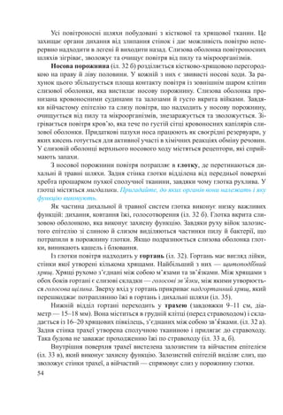 54
Усі повітроносні шляхи побудовані з кісткової та хрящової тканин. Це
захищає органи дихання від злипання стінок і дає можливість повітрю непе-
рервно надходити в легені й виходити назад. Слизова оболонка повітроносних
шляхів зігріває, зволожує та очищує повітря від пилу та мікроорганізмів.
Носова порожнина (іл. 32 б) розділяється кістково-хрящовою перегород-
кою на праву й ліву половини. У кожній з них є звивисті носові ходи. За ра-
хунок цього збільшується площа контакту повітря із зовнішнім шаром клітин
слизової оболонки, яка вистилає носову порожнину. Слизова оболонка про-
низана кровоносними судинами та залозами й густо вкрита війками. Завдя-
ки війчастому епітелію та слизу повітря, що надходить у носову порожнину,
очищується від пилу та мікроорганізмів, знезаражується та зволожується. Зі-
грівається повітря кров’ю, яка тече по густій сітці кровоносних капілярів сли-
зової оболонки. Придаткові пазухи носа працюють як своєрідні резервуари, у
яких кисень готується для активної участі в хімічних реакціях обміну речовин.
У слизовій оболонці верхнього носового ходу містяться рецептори, які сприй-
мають запахи.
З носової порожнини повітря потрапляє в глотку, де перетинаються ди-
хальні й травні шляхи. Задня стінка глотки відділена від передньої поверхні
хребта прошарком пухкої сполучної тканини, завдяки чому глотка рухлива. У
глотці містяться мигдалики. Пригадайте, до яких органів вони належать і яку
функцію виконують.
Як частина дихальної й травної систем глотка виконує низку важливих
функцій: дихання, ковтання їжі, голосотворення (іл. 32 б). Глотка вкрита сли-
зовою оболонкою, яка виконує захисну функцію. Завдяки руху війок залозис-
того епітелію зі слиною й слизом виділяються частинки пилу й бактерії, що
потрапили в порожнину глотки. Якщо подразнюється слизова оболонка глот-
ки, виникають кашель і блювання.
Із глотки повітря надходить у гортань (іл. 32). Гортань має вигляд лійки,
стінки якої утворені кількома хрящами. Найбільший з них — щитоподˆібний
хрящ. Хрящі рухомо з’єднані між собою м’язами та зв’ˆязками. Між хрящами з
обох боків гортані є слизові складки — голосові зв’ˆязки, між якими утворюєть-
ся голосова щілина. Зверху вхід у гортань прикриває надгортанний хрящ, який
перешкоджає потраплянню їжі в гортань і дихальні шляхи (іл. 35).
Нижній відділ гортані переходить у трахею (завдовжки 9–11  см, діа-
метр — 15–18 мм). Вона міститься в грудній клітці (перед стравоходом) і скла-
дається із 16–20 хрящових півкілець, з’єднаних між собою зв’ˆязками. (іл. 32 а).
Задня стінка трахеї утворена сполучною тканиною і прилягає до стравоходу.
Така будова не заважає проходженню їжі по стравоходу (іл. 33 а, б).
Внутрішня поверхня трахеї вистелена залозистим та війчастим епітелієм
(іл. 33 в), який виконує захисну функцію. Залозистий епітелій виділяє слиз, що
зволожує стінки трахеї, а війчастий — спрямовує слиз у порожнину глотки.
 