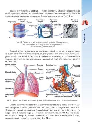 55
Трахея переходить у бронхи — лівий і правий. Бронхи складаються із
6–12 хрящових кілець, які запобігають закриттю їхнього просвіту. Разом із
кровоносними судинами та нервами бронхи входять у легені (іл. 34  а).
Правий бронх поділяється на три гілки, а лівий — на дві. У кожній леге-
ні гілки багаторазово розгалужуються, утворюючи так зване бронхіальне де-
рево легені. Найтонші бронхи — бронхіоли — закінчуються альвеолярними
ходами, на стінках яких розташовані легеневі міхурці, або альвеоли (діаметр
0,2–0,3 мм).
Стінки альвеол складаються з одного епітеліального шару клітин й об-
плетені густою сіткою кровоносних капілярів, у яких відбувається газообмін.
Альвеоли утворюють дихальну (газообмінну) частину легень, а бронхи — по-
вітроносну. У легенях дорослої людини міститься близько 300–400 млн альве-
ол, площа їх поверхні становить 100–150 м2
, тобто вона в 50–75 разів більша,
ніж площа всієї поверхні тіла людини (іл. 34 б).
Іл. 33. Трахея: а — місце поперечного перерізу ділянки трахеї
та стравоходу; б — поперечний переріз трахеї;
в — слизова оболонка трахеї
Іл. 34. Бронхи та легені: а — схема будови органів дихання; б — схема будови альвеол
 