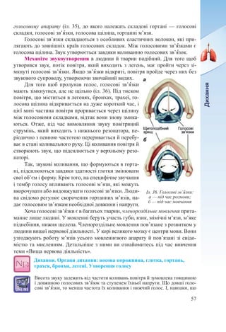 57
голосовому апарату (іл. 35), до якого належать складові гортані — голосові
складки, голосові зв’ˆязки, голосова щілина, гортанні м’язи.
Голосові зв’язки складаються з особливих еластичних волокон, які при-
лягають до зовнішніх країв голосових складок. Між голосовими зв’ˆязками є
голосова щілина. Звук утворюється завдяки коливанню голосових зв’ˆязок.
Механізм звукоутворення в людини й тварин подібний. Для того щоб
утворився звук, потік повітря, який виходить з легень, має пройти через зі-
мкнуті голосові зв’ˆязки. Якщо зв’ˆязки відкриті, повітря пройде через них без
звукового супроводу, утворюючи звичайний видих.
Для того щоб пролунав голос, голосові зв’ˆязки
мають зімкнутися, але не щільно (іл. 36). Під тиском
повітря, що міститься в легенях, бронхах, трахеї, го-
лосова щілина відкривається на дуже короткий час, і
цієї миті частина повітря проривається через щілину
між голосовими складками, відтак вони знову змика-
ються. Отже, під час вимовляння звуку повітряний
струмінь, який виходить з нижнього резонатора, пе-
ріодично з певною частотою переривається й перебу-
ває в стані коливального руху. Ці коливання повітря й
створюють звук, що підсилюється у верхньому резо-
наторі.
Так, звукові коливання, що формуються в горта-
ні, підсилюються завдяки здатності глотки змінювати
свої об’єм і форму. Крім того, на специфічне звучання
і тембр голосу впливають голосові м’язи, які можуть
вкорочувати або видовжувати голосові зв’язки. Люди-
на свідомо регулює скорочення гортанних м’язів, на-
дає голосовим зв’язкам необхідної довжини і напруги.
Хоча голосові зв’ˆязки є в багатьох тварин, членороздільне мовлення прита-
манне лише людині. У мовленні беруть участь губи, язик, мімічні м’язи, м’яке
піднебіння, нижня щелепа. Членороздільне мовлення пов’язане з розвитком у
людини вищої нервової діяльності. У корі великого мозку є центри мови. Вони
узгоджують роботу м’язів усього мовленнєвого апарату й пов’язані зі свідо-
містю та мисленням. Детальніше з ними ви ознайомитесь під час вивчення
теми «Вища нервова діяльність».
Дихання. Органи дихання: носова порожнина, глотка, гортань,
трахея, бронхи, легені. Утворення голосу
Висота звуку залежить від частоти коливань повітря й зумовлена товщиною
і довжиною голосових зв’ˆязок та ступенем їхньої напруги. Що довші голо-
сові зв’ˆязки, то менша частота їх коливання і нижчий голос. І, навпаки, що
Іл. 36. Голосові зв’ˆязки:
а — під час розмови;
б — під час мовчання
 