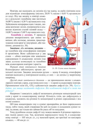 59
Повітря, що надходить до легенів під час вдиху, за своїм хімічним скла-
дом відповідає атмосферному (містить 20,95 % кисню і 0,03 % вуглекисло-
го газу). Під час видиху в повітрі альве-
ол у результаті газообміну вже міститься
16,00 % кисню і 4,30 % вуглекислого газу.
Здійснюючи неперервно вдих і видих, лю-
дина вентилює легені, підтримуючи в аль-
веолах відносно сталий газовий склад —
14,00 % кисню і 5,60 % вуглекислого газу.
Газообмін у легенях. У процесах
дихання виокремлюють три ланки: зо-
внішнє, або легеневе, дихання, транспор-
тування газів кров’ю і внутрішнє, або тка-
нинне, дихання (іл. 38).
Зовнішнє, або легеневе, дихання —
це газообмін між атмосферним повітрям
й організмом. Воно здійснюється у два
етапи  — обмін повітрям між зовнішнім
середовищем й альвеолами легенів (так
звана легенева вентиляція) та газообмін
між альвеолярним повітрям і кров’ю.
Перший етап зовнішнього дихання
безпосередньо забезпечують органи ди-
хальної системи. Завдяки дихальним рухам — вдиху й видиху, атмосферне
повітря надходить у повітроносні шляхи, а з них — до легень і у зворотному
напрямку.
Другий етап зовнішнього дихання — це проникнення кисню з альвео-
лярного повітря у кров, а вуглекислого газу — із крові в альвеолярне повітря.
Проникнення газів (О2
, СО2
) здійснюється завдяки дифузії (іл. 39). Прига-
дайте, яке явище називають дифузією. Які особливості дифузії в газах та
рідинах?
Напрямок і швидкість дифузії визначають різницею концентрацій цих
газів у крові та альвеолярному повітрі. Кількість газів, що дифундують в
альвеолах, залежить від різниці їх концентрації в різних середовищах і від
площі альвеол.
Об’ємна концентрація газу в суміші пропорційна до його парціального
тиску, тобто тиску, який створював би цей газ (один зі складників суміші га-
зів), за умови, що тільки він займав би увесь об’єм посудини.
Тому рушійною силою дифузії газу можна вважати й різницю парціаль-
них тисків даного газу. Так, величини парціального тиску О2
в альвеоляр-
ному повітрі — 105 мм рт. ст., а у венозній крові, що протікає по капілярах
альвеол, — 40 мм рт. ст.
Іл. 38. Схема ланок дихання
 
