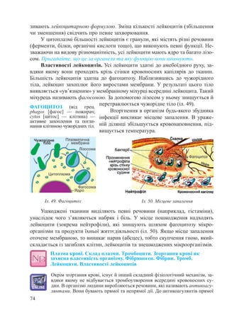 74
зивають лейкоцитарною формулою. Зміна кількості лейкоцитів (збільшення
чи зменшення) свідчить про певне захворювання.
У цитоплазмі більшості лейкоцитів є гранули, які містять різні речовини
(ферменти, білки, органічні кислоти тощо), що виконують певні функції. Не-
зважаючи на видову різноманітність, усі лейкоцити мають ядро та багато лізо-
сом. Пригадайте, що це за органели та яку функцію вони виконують.
Властивості лейкоцитів. Усі лейкоцити здатні до амебоїдного руху, за-
вдяки якому вони проходять крізь стінки кровоносних капілярів до тканин.
Більшість лейкоцитів здатна до фагоцитозу. Наблизившись до чужорідного
тіла, лейкоцит захоплює його виростами мембрани. У результаті цього тіло
виявляється «ув’язненим» у мембранному міхурці всередині лейкоцита. Такий
міхурець називають фагосомою. За допомогою лізосом у ньому знищується й
перетравлюється чужорідне тіло (іл. 49).
Вторгнення в організм будь-якого збудника
інфекції викликає місцеве запалення. В ураже-
ній ділянці збільшується кровонаповнення, під-
вищується температура.
Ушкоджені тканини виділяють певні речовини (наприклад, гістаміни),
унаслідок чого з’являються набряк і біль. У місце пошкодження надходять
лейкоцити (зокрема нейтрофіли), які знищують шляхом фагоцитозу мікро-
організми та продукти їхньої життєдіяльності (іл. 50). Якщо місце запалення
оточене мембраною, то виникає нарив (абсцес), тобто скупчення гною, який-
складається із загиблих клітин, лейкоцитів та знешкоджених мікроорганізмів.
Плазма крові. Склад плазми. Тромбоцити. Згортання крові як
захисна властивість організму. Фібриноген. Фібрин. Тромб.
Лейкоцити. Властивості лейкоцитів
Окрім згортання крові, існує й інший складний фізіологічний механізм, за-
вдяки якому не відбувається тромбоутворення всередині кровоносних су-
дин. В організмі людини виробляються речовини, які називають антикоагу-
лянтами. Вони бувають прямої та непрямої дії. До антикоагулянтів прямої
ФАГОЦИТОЗ (від грец.
phagos [фагос]  — пожирач;
cytos [ци́­тос]  — клітина)  —
активне за­хоплення та погли-
нання клітиною чужорідних тіл.
Іл. 49. Фагоцитоз Іл. 50. Місцеве запалення
 