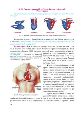 80
§ 20. Система кровообігу. Серце: будова та функції.  
Робота серця
Як ускладнювалась будова серця хребетних тварин від риб до ссавців
(іл. 55)?
Виконання основних функцій крові зумовлено її постійною циркуляцією
в організмі. Пригадайте, яка система органів забезпечує рух крові та які ор-
гани входять до її складу (§ 3).
Будова серця. Центральним органом кровоносної системи людини є сер-
це. У людини воно завбільшки з кулак. Хоча маса серця незначна (до 250–360 г,
що становить близько 1/200 маси тіла людини), проте воно виконує титанічну
роботу. У стані спокою серце робить
близько 60–80 скорочень за хвилину,
за добу воно скорочується близько
ста тисяч разів, за 70 років — понад
2,5 млрд разів.
Серце — м’язовий порожнистий
орган конусоподібної форми. Розта-
шоване воно асиметрично в грудній
порожнині за грудиною (двома трети-
нами — у її лівій половині, а однією
третиною — у правій) і майже повніс-
тю оточене легенями. Знизу до серця
прилягає діафрагма. Серце міститься
в навколосерцевій сумці, що утворе-
на сполучною тканиною (іл. 56). На її
внутрішній поверхні виділяється рі-
дина, що зволожує серце.
Суцільна поздовжня м’язова пе-
регородка ділить серце на дві ізольо-
вані одна від одної частини — праву й ліву. У верхній частині обох половин
розташовані праве й ліве передсердя, у нижній частині — правий і лівий
КРОВООБІГ  — рух крові по замкненій
системі кровоносних судин і серця, який
забезпечує обмін речовин між організмом
та зовнішнім середо­вищем.
Іл. 56. Місце розташування серця
Іл. 55. Будова серця представників різних груп хребетних тварин
 