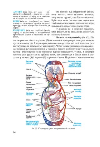 86
На відміну від артеріальних стінок,
вони містять мало м’язових волокон,
тому менш пружні, але більш еластичні.
Крім того, вени (за винятком порожнис-
тих) мають кишенькові клапани, що пере-
шкоджають зворотному рухові крові.
У людини, як і в наземних хордових,
кров рухається по двох колах кровообігу:
великому і малому.
Велике коло кровообігу (іл. 63). Під
час скорочення лівого шлуночка (5) насичена киснем артеріальна кров виштов-
хується в аорту (6). З аорти кров рухається по артеріях, які далі від серця роз-
галужуються та переходять у капіляри (7). Через тонкі стінки капілярів кров від-
дає поживні речовини й кисень у тканинну рідину, а продукти життєдіяльності
клітин і вуглекислий газ із тканинної рідини потрапляють у кров. З капілярів
венозна кров рухається по дрібних венах, що зливаються в більші вени й упа-
дають у нижню (8) і верхню (9) порожнисті вени. Порожнисті вени приносять
АРТЕРІЇ (від грец. aеr [аер]  — по­
вітря; tereo [терео] — містити) — кро-
воносні судини, по яких кров рухаєть-
ся від серця до органів і тканин.
ВЕНИ (від лат. vena [вена] — судина,
жила) — кровоносні судини, по яких
кров рухається від органів і тканин до
серця.
КАПІЛЯРИ (від лат. capillaris [капі-
ларіс]  — волосяний)  — найдрібніші
кровоносні судини в тканинах та ор-
ганах.
Іл. 63. Схема руху крові по кровоносній системі
 