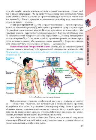 87
кров від тулуба, нижніх кінцівок, органів черевної порожнини, голови, шиї,
рук у праве передсердя (10), де закінчується велике коло кровообігу. Отже,
шлях крові від лівого шлуночка до правого передсердя називають великим ко-
лом кровообігу. По всіх артеріях великого кола кровообігу тече артеріальна
кров, а по венах — венозна.
Мале коло кровообігу (іл. 63). Із правого шлуночка (1) венозна кров над-
ходить до легеневих артерій (2), які в легенях утворюють густу сітку капілярів
(3), що обплітають легеневі міхурці. Венозна кров віддає вуглекислий газ, зба-
гачується киснем і перетворюється на артеріальну. З легень артеріальна кров
по легеневих венах повертається в ліве передсердя (4), у якому завершується
мале коло кровообігу. Отже, шлях крові від правого шлуночка до лівого перед-
сердя називають малим, або легеневим, колом кровообігу. В артеріях малого
кола кровообігу тече венозна кров, а у венах — артеріальна.
Будова й функції лімфатичних судин. Відомо, що до серцево-судинної
системи людини належить, крім кровоносної, лімфатична система (іл. 64).
Пригадайте, які органи належать до цієї системи та які функції вони ви-
конують (§ 3).
Найдрібнішими судинами лімфатичної системи є лімфатичні капіля-
ри  — тонкостінні трубочки, що починаються в міжклітинному просторі,
з’єднуються між собою й утворюють розгалужену сітку. Вони в організмі
містяться всюди, за винятком головного та спинного мозку, хрящів, кришта-
лика ока та деяких інших органів. Стінки лімфатичних капілярів, як і крово-
носних, утворені одним шаром ендотеліальних клітин.
Але лімфатичні капіляри за діаметром більші, ніж кровоносні, тому вели-
кі молекули (білкові, жирові), які не можуть проникнути в кровоносні капіля-
ри, легко надходять у лімфатичне русло.
Іл. 64. Лімфатична система людини
 