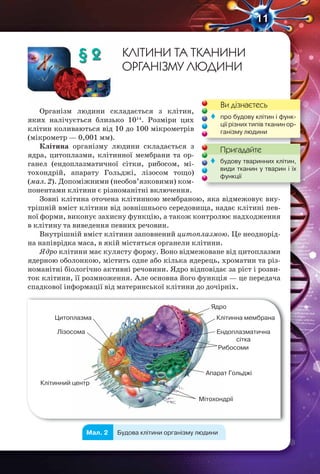 11
§ 2 КЛІТИНИ ТА ТКАНИНИ
ОРГАНІЗМУ ЛЮДИНИ
Організм людини складається з клітин,
яких налічується близько 1014
. Розміри цих
клітин коливаються від 10 до 100 мікрометрів
(мікрометр — 0,001 мм).
Клітина організму людини складається з
ядра, цитоплазми, клітинної мембрани та ор-
ганел (ендоплазматичної сітки, рибосом, мі-
тохондрій, апарату Гольджі, лізосом тощо)
(мал. 2). Допоміжними (необов’язковими) ком-
понентами клітини є різноманітні включення.
Зовні клітина оточена клітинною мембраною, яка відмежовує вну-
трішній вміст клітини від зовнішнього середовища, надає клітині пев-
ної форми, виконує захисну функцію, а також контролює надходження
в клітину та виведення певних речовин.
Внутрішній вміст клітини заповнений цитоплазмою. Це неоднорід-
на напіврідка маса, в якій містяться органели клітини.
Ядро клітини має кулясту форму. Воно відмежоване від цитоплазми
ядерною оболонкою, містить одне або кілька ядерець, хроматин та різ-
номанітні біологічно активні речовини. Ядро відповідає за ріст і розви-
ток клітини, її розмноження. Але основна його функція — це передача
спадкової інформації від материнської клітини до дочірніх.
Мал. 2 Будова клітини організму людини
Цитоплазма
Ядро
Мітохондрії
Апарат Гольджі
Ендоплазматична
сітка
Клітинна мембрана
Рибосоми
Лізосома
Клітинний центр
Ви дізнаєтесь
Пригадайте
 про будову клітин і функ-
ції різних типів тканин ор-
ганізму людини
Пригадайте
 будову тваринних клітин,
види тканин у тварин і їх
функції
 
