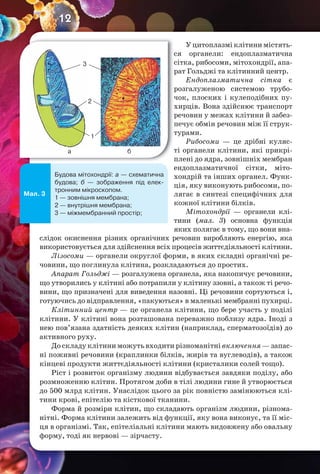 12
У цитоплазмі клітини містять-
ся органели: ендоплазматична
сітка, рибосоми, мітохондрії, апа-
рат Гольджі та клітинний центр.
Ендоплазматична сітка є
розгалуженою системою трубо-
чок, плоских і кулеподібних пу-
хирців. Вона здійснює транспорт
речовин у межах клітини й забез-
печує обмін речовин між її струк-
турами.
Рибосоми — це дрібні куляс-
ті органели клітини, які прикрі-
плені до ядра, зовнішніх мембран
ендоплазматичної сітки, міто-
хондрій та інших органел. Функ-
ція, яку виконують рибосоми, по-
лягає в синтезі специфічних для
кожної клітини білків.
Мітохондрії — органели клі-
тини (мал. 3) основна функція
яких полягає в тому, що вони вна-
слідок окиснення різних органічних речовин виробляють енергію, яка
використовується для здійснення всіх процесів життєдіяльності клітини.
Лізосоми — органели округлої форми, в яких складні органічні ре-
човини, що поглинула клітина, розкладаються до простих.
Апарат Гольджі — розгалужена органела, яка накопичує речовини,
що утворились у клітині або потрапили у клітину ззовні, а також ті речо-
вини, що призначені для виведення назовні. Ці речовини сортуються і,
готуючись до відправлення, «пакуються» в маленькі мембранні пухирці.
Клітинний центр — це органела клітини, що бере участь у поділі
клітини. У клітині вона розташована переважно поблизу ядра. Іноді з
нею пов’язана здатність деяких клітин (наприклад, сперматозоїдів) до
активного руху.
До складу клітини можуть входити різноманітні включення — запас-
ні поживні речовини (краплинки білків, жирів та вуглеводів), а також
кінцеві продукти життєдіяльності клітини (кристалики солей тощо).
Ріст і розвиток організму людини відбувається завдяки поділу, або
розмноженню клітин. Протягом доби в тілі людини гине й утворюється
до 500 млрд клітин. Унаслідок цього за рік повністю замінюються клі-
тини крові, епітелію та кісткової тканини.
Форма й розміри клітин, що складають організм людини, різнома-
нітні. Форма клітини залежить від функції, яку вона виконує, та її міс-
ця в організмі. Так, епітеліальні клітини мають видовжену або овальну
форму, тоді як нервові — зірчасту.
Мал. 3
Будова мітохондрії: а — схематична
будова; б — зображення під елек-
тронним мікроскопом.
1 — зовнішня мембрана;
2 — внутрішня мембрана;
3 — міжмембранний простір;
3
2
а б
1
 