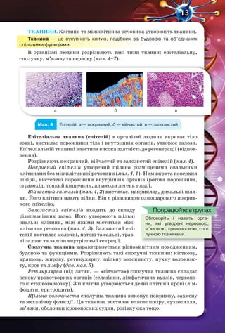 13
ТКАНИНИ. Клітини та міжклітинна речовина утворюють тканини.
Тканина — це сукупність клітин, подібних за будовою та об’єднаних
спільними функціями.
В організмі людини розрізняють такі типи тканин: епітеліальну,
сполучну, м’язову та нервову (мал. 4–7).
а б в
Мал. 4 Епітелій: а — покривний; б — війчастий; в — залозистий
Епітеліальна тканина (епітелій) в організмі людини вкриває тіло
зовні, вистилає порожнини тіла і внутрішніх органів, утворює залози.
Епітеліальній тканині властива висока здатність до регенерації (віднов-
лення).
Розрізняють покривний, війчастий та залозистий епітелій (мал. 4).
Покривний епітелій утворений щільно розміщеними овальними
клітинами без міжклітинної речовини (мал. 4, 1). Ним вкрита поверхня
шкіри, вистелені порожнини внутрішніх органів (ротова порожнина,
стравохід, тонкий кишечник, альвеоли легень тощо).
Війчастий епітелій (мал. 4, 2) вистилає, наприклад, дихальні шля-
хи. Його клітини мають війки. Він є різновидом одношарового покрив-
ного епітелію.
Залозистий епітелій входить до складу
різноманітних залоз. Його утворюють щільні
овальні клітини, між якими міститься між-
клітинна речовина (мал. 4, 3). Залозистий епі-
телій вистилає молочні, потові та сальні, трав-
ні залози та залози внутрішньої секреції.
Сполучна тканина характеризується різноманітним походженням,
будовою та функціями. Розрізняють такі сполучні тканини: кісткову,
хрящову, жирову, ретикулярну, щільну волокнисту, пухку волокнис-
ту, кров та лімфу (див. мал. 5).
Ретикулярна (від латин. — «сітчаста») сполучна тканина складає
основу кровотворних органів (селезінки, лімфатичних вузлів, червоно-
го кісткового мозку). З її клітин утворюються деякі клітини крові (лім-
фоцити, еритроцити).
Щільна волокниста сполучна тканина виконує покривну, захисну
та механічну функції. Ця тканина вистилає власне шкіру, сухожилля,
зв’язки, оболонки кровоносних судин, рогівку ока тощо.
Обговоріть і назвіть орга-
ни, які утворені нервовою,
м’язовою, кровоносною, спо-
лучною тканинами.
Обговоріть і назвіть орга-
Попрацюйте в групах
 