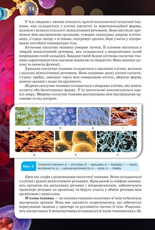 14
У тілі людини є значна кількість пухкої волокнистої сполучної тка-
нини, яка складається з клітин зірчастої та веретеноподібної форми,
волокон і великої кількості міжклітинної речовини. Вона вистилає про-
міжки між внутрішніми органами, утворює підшкірну жирову клітко-
вину, з’єднує шкіру з м’язами, підтримує органи, бере участь у підтри-
манні постійної температури тіла.
Кісткова сполучна тканина утворює кістки. Її клітини міститься в
твердій міжклітинній речовині, яка складається з неорганічних солей
(переважно солей кальцію). Завдяки такій будові кісткова сполучна тка-
нина характеризується значною міцністю та твердістю. Вона виконує ру-
хову та захисну функції.
Хрящова сполучна тканина складається з овальних клітин, волокон
і щільної міжклітинної речовини. Вона покриває деякі кістки скелета,
з’єднує хребці, зменшує тертя між поверхнями кісток, зберігає форму
деяких органів і надає їм пружності.
Жирова сполучна тканина складається з жирових клітин, які мають
кулясту або багатогранну форму. У їх цитоплазмі накопичуються кра-
плі жиру. Жирова сполучна тканина розташована між внутрішніми ор-
ганами та під шкірою.
а
д е є
б в г
Мал. 5
Сполучні тканини: а — кісткова; б — хрящова; в — жирова; г — пухка
волокниста; д — щільна волокниста; е — кров; є — лімфа
Кров та лімфа є різновидами сполучної тканини. Вони складаються
з клітин і рідкої міжклітинної речовини. Кров разом із лімфою захища-
ють організм від шкідливих речовин і мікроорганізмів, забезпечують
транспорт речовин по організму та беруть участь у обміні речовин між
організмом і довкіллям.
М’язова тканина — це основна тканина скелетних м’язів та багатьох
внутрішніх органів. Вона має здатність скорочуватися, що забезпечує
пересування людини у просторі та рухливість частин її тіла. Розрізня-
ють посмуговану й непосмуговану (гладеньку) м’язові тканини (мал. 6).
 