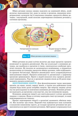 26
Обмін речовин можна умовно поділити на зовнішній обмін, який
включає надходження їжі, води та кисню в організм, виведення непе-
ретравлених залишків їжі й виділення кінцевих продуктів обміну ре-
човин, і внутрішній, який охоплює перетворення поживних речовин у
клітинах організму.
Шкіра Піт
Кінцеві продукти обміну
речовин
Неперетравлені залишки
їжі
Органи виділення
Травна
система
Їжа й вода CO2
H2
O
O2
Кровообіг
Внутріш
нєсеред
овище
Навко
лишнєсеред
овище
Обмін речовин в організмі людиниМал. 12
Обмін речовин на рівні клітин включає два види процесів: процеси
асиміляції та процеси дисиміляції. Під час асиміляції з поживних ре-
човин, що надійшли в організм із їжею, синтезуються необхідні орга-
нічні сполуки. Ці сполуки не залишаються незмінними, а піддаються
розщепленню до кінцевих продуктів обміну речовин, тобто відбувають-
ся процеси дисиміляції. Процеси дисиміляції часто супроводжуються
вивільненням енергії. Процеси асиміляції та дисиміляції у здоровому
організмі зрівноважені. Проте в людей похилого віку процеси дисимі-
ляції переважають. Тоді як в організмі людини віком до 25 років пере-
важають процеси асиміляції.
ПЕРЕТВОРЕННЯ ЕНЕРГІЇ. Для функціонування таких важливих
органів, як серце, легені, нирки, мозок, а також для здійснення тілом
людини будь-яких рухів потрібна енергія. Цю енергію людина дістає
під час розкладання та окиснення поживних речовин. Поживні речови-
ни надходять до організму у вигляді їжі, яку ми споживаємо щодня.
Основним джерелом енергії для життєдіяльності клітин організму
людини є глюкоза. Якщо в клітину надходять інші вуглеводні, то вони
перетворюються на глюкозу.
Процес перетворення енергії в організмі називають обміном енер-
гії. Він включає три етапи. Перший етап відбувається поза клітиною
в шлунково-кишковому тракті, де складні органічні речовини їжі роз-
щеплюються на прості поживні речовини. Цей процес супроводжується
 