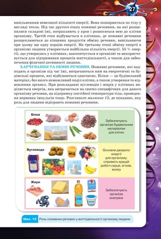 27
вивільненням невеликої кількості енергії. Вона поширюється по тілу у
вигляді тепла. Під час другого етапу поживні речовини, на які розще-
пилися складові їжі, потрапляють у кров і розносяться нею до клітин
організму. Третій етап відбувається в клітинах, де поживні речовини
розщеплюються до кінцевих продуктів обміну речовин, вивільняючи
при цьому ще одну порцію енергії. На третьому етапі обміну енергії в
організмі людини утворюється найбільша кількість енергії. 55 % енер-
гії, що утворилась у клітинах, накопичується в організмі та використо-
вується для підтримання процесів життєдіяльності, а також для забез-
печення фізичної активності людини.
ХАРЧУВАННЯ ТА ОБМІН РЕЧОВИН. Поживні речовини, які над-
ходять в організм під час їжі, витрачаються ним на енергетичні та бу-
дівельні процеси, які відбуваються одночасно. Білки — це будівельний
матеріал, без якого неможливий поділ клітин, а також утворення та від-
новлення органел. При розкладанні вуглеводів і жирів у клітинах ви-
діляється енергія, яка витрачається на синтез специфічних для даного
організму речовин, на підтримку постійної температури тіла, проведен-
ня нервових імпульсів тощо. Розгляньте малюнок 13, де показано, яку
роль для людини відіграють поживні речовини.
Білки
Забезпечують
організм будівельним
матеріалом
для клітин
Основне джерело
енергії
для організму;
сприяють кращій
роботі серця, м’язів,
мозку
Забезпечують
організм
енегрією
Вуглеводи
Жири
Роль поживних речовин у життєдіяльності організму людиниМал. 13
 