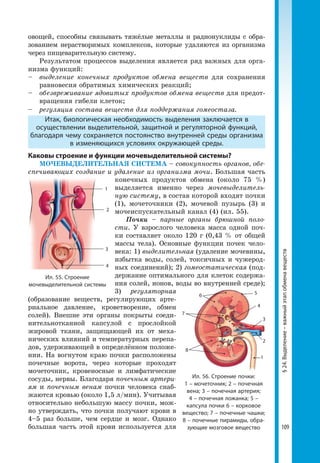109
§24.Выделение–важныйэтапобменавеществ
1
2
3
4
Ил. 55. Строение
мочевыделительной системы
овощей, способны связывать тяжёлые металлы и радионуклиды с обра-
зованием нерастворимых комплексов, которые удаляются из организма
через пищеварительную систему.
Результатом процессов выделения является ряд важных для орга-
низма функций:
–	 выделение конечных продуктов обмена веществ для сохранения
равновесия обратимых химических реакций;
–	 обезвреживание ядовитых продуктов обмена веществ для предот-
вращения гибели клеток;
–	 регуляция состава веществ для поддержания гомео­стаза.
Итак, биологическая необходимость выделения заключается в
осуществлении выделительной, защитной и регуляторной функций,
благодаря чему сохраняется постоянство внутренней среды организма
в изменяющихся условиях окружающей среды.
Каковы строение и функции мочевыделительной системы?
МОЧЕВЫДЕЛИТЕЛЬНАЯ СИСТЕМА – совокупность органов, обе-
спечивающих создание и удаление из организма мочи. Большая часть
конечных продуктов обмена (около 75 %)
выделяется именно через мочевыделитель-
ную систему, в состав которой входят почки
(1), мочеточники (2), мочевой пузырь (3) и
мочеиспускательный канал (4) (ил. 55).
Почки – парные органы брюшной поло-
сти. У взрослого человека масса одной поч-
ки составляет около 120 г (0,43 % от общей
массы тела). Основные функции почек чело-
века: 1) выделительная (удаление мочевины,
избытка воды, солей, токсичных и чужерод-
ных соединений); 2) гомеостатическая (под-
держание оптимального для клеток содержа-
ния солей, ионов, воды во внутренней среде);
3) регуляторная
(образование веществ, регулирующих арте-
риальное давление, кроветворение, обмен
солей). Внешне эти органы покрыты соеди-
нительнотканной капсулой с прослойкой
жировой ткани, защищающей их от меха-
нических влияний и температурных перепа-
дов, удерживающей в определённом положе-
нии. На вогнутом краю почки расположены
почечные ворота, через которые проходят
мочеточник, кровеносные и лимфатические
сосуды, нервы. Благодаря почечным артери-
ям и почечным венам почки человека снаб-
жаются кровью (около 1,5 л/мин). Учитывая
относительно небольшую массу почки, мож-
но утверждать, что почки получают крови в
4–5 раз больше, чем сердце и мозг. Однако
большая часть этой крови используется для
Ил. 56. Строение почки:
1 – мочеточник; 2 – почечная
вена; 3 – почечная артерия;
4 – почечная ложанка; 5 –
капсула почки 6 – корковое
вещество; 7 – почечные чашки;
8 – почечные пирамиды, обра­
зующие мозговое вещество
1
2
3
4
56
7
8
 