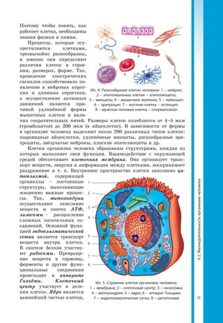 11
§2.Жизнедеятельностьорганизмачеловека
1
3
8
6
4
5
2
7
Ил. 5. Строение клетки организма человека:
1 – мембрана; 2 – клеточный центр; 3 – лизосомы;
4 – митохондрия; 5 – ядро; 6 – аппарат Гольджи;
7 – эндоплазматическая сетка, 8 – цитоплазма
Поэтому чтобы понять, как
работает клетка, необходимы
знания физики и химии.
Процессы, которые осу­
ществляются клетками,
чрезвычайно разнообразны,
и именно они определяют
различия клеток в строе­
нии, размерах, форме. Так,
проведение электрических
сигналов способствовало по­
явлению в нейронах корот­
ких и длинных отростков,
а осуществление активных
движений является при­
чиной удлинённой формы
мышечных клетки и нали­
чия сократительных нитей. Размеры клеток колеблются от 4–5 мкм
(тромбоцитов) до 200 мкм (в яйцеклетке). В зависимости от формы
в организме человека выделяют около 200 различных типов клеток:
шаровидные яйцеклетки, удлинённые миоциты, дискообразные эри­
троциты, звёздчатые нейроны, плоские эпителиоциты и др.
Клетки организма человека образованы структурами, каждая из
которых выполняет свои функции. Взаимодействие с окружающей
средой обеспечивает клеточная мембрана. Она организует транс­
порт веществ, энергии и информации между клетками, воспринимает
раздражение и т. п. Внутреннее пространство клетки заполнено ци­
топлазмой, содержащей
органеллы – по­стоянные
структуры, выпол­няющие
жизненно важ­ные процес­
сы. Так, митохондрии
осуществляют окисление
веществ и синтез АТФ,
лизосомы  – расщеп­ление
сложных питательных со­
единений. Основной функ­
цией эндоплазматической
сетки является транспорт
веществ внутри клетки.
В синтезе белков участву­
ют рибосомы. Превраще­
ние веществ в гормоны,
ферменты и другие функ­
циональные соединения
происходит в аппарате
Гольджи. Клеточный
центр участвует в деле­
нии клеток. Ядро является
важнейшей частью клетки,
1
2
3
4
5
6
7
8
Ил. 4. Разнообразие клеток человека: 1 – нейрон;
2 – эпителиальные клетки – эпителиоциты;
3 – миоциты; 4 – мышечное волокно; 5 – лейкоцит;
6 – эритроцит; 7 – костная клетка – остеоцит;
8 – мужская половая клетка – сперматозоон
 