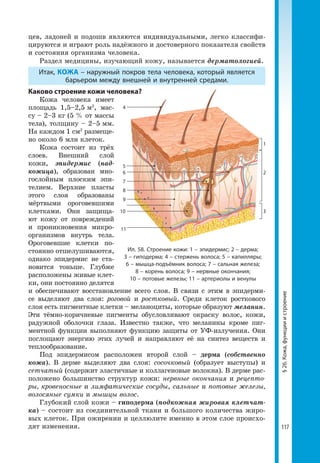 117
§26.Кожа,функцииистроение
Ил. 58. Строение кожи: 1 – эпидермис; 2 – дерма;
3 – гиподерма; 4 – стержень волоса; 5 – капилляры;
6 – мышца-подъёмник волоса; 7 – сальная железа;
8 – корень волоса; 9 – нервные окончания;
10 – потовые железы; 11 – артериолы и венулы
1
4
6
5
7
8
9
10
11
2
3
цев, ладоней и подошв являются индивидуальными, легко классифи-
цируются и играют роль надёжного и достоверного показателя свойств
и состояния организма человека.
Раздел медицины, изучающий кожу, называется дерматологией.
Итак, КОЖА – наружный покров тела человека, который является
барьером между внешней и внутренней средами.
Каково строение кожи человека?
Кожа человека имеет
площадь 1,5–2,5 м2
, мас-
су – 2–3 кг (5 % от массы
тела), толщину – 2–5 мм.
На каждом 1 см2
размеще-
но около 6 млн клеток.
Кожа состоит из трёх
слоев. Внешний слой
кожи, эпидермис (над-
кожица), образован мно-
гослойным плоским эпи-
телием. Верхние пласты
этого слоя образованы
мёртвыми ороговевшими
клетками. Они защища-
ют кожу от повреждений
и проникновения микро-
организмов внутрь тела.
Ороговевшие клетки по-
стоянно отшелушиваются,
однако эпидермис не ста-
новится тоньше. Глубже
расположены живые клет-
ки, они постоянно делятся
и обеспечивают восстановление всего слоя. В связи с этим в эпидерми-
се выделяют два слоя: роговой и ростковый. Среди клеток росткового
слоя есть пигментные клетки – меланоциты, которые образуют меланин.
Эти тёмно-коричневые пигменты обусловливают окраску волос, кожи,
радужной оболочки глаза. Известно также, что меланины кроме пиг-
ментной функции выполняют функцию защиты от УФ-излучения. Они
поглощают энергию этих лучей и направляют её на синтез веществ и
теплообразование.
Под эпидермисом расположен второй слой – дерма (собственно
кожа). В дерме выделяют два слоя: сосочковый (образует выступы) и
сетчатый (содержит эластичные и коллагеновые волокна). В дерме рас-
положено большинство структур кожи: нервные окончания и рецепто-
ры, кровеносные и лимфатические сосуды, сальные и потовые железы,
волосяные сумки и мышцы волос.
Глубокий слой кожи – гиподерма (подкожная жировая клетчат-
ка) – состоит из соединительной ткани и большого количества жиро-
вых клеток. При ожирении и целлюлите именно в этом слое происхо-
дят изменения.
 