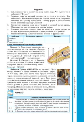 119
§26.Кожа,функцииистроение
Ход работы
1. 	 Возьмите пипетку и капните на кожу каплю воды. Что чувствуете и
наблюдаете? Почему?
2. 	Оттяните кожу на тыльной стороне кисти руки и отпустите. Что
наблюдаете? Рассмотрите открытый участок кисти руки и обратите
внимание на характер поверхности. Почему форма и расположение
линий являются индивидуальными?
3. 	 Рассмотрите окраску кожи на внутренней и внешней частях кисти.
Объясните, от чего она зависит и почему разная.
4.	 Возьмите пальцами складку кожи на запястье и через одежду на
животе. Почему толщина кожи на этих участках тела разная?
5. 	 Заполните таблицу «Строение кожи в связи с её функциями».
Слой кожи Особенности строения Функции
Эпидермис
Дерма
Подкожная клетчатка
Самостоятельная работа с иллюстрациями
Задание 1. Сопоставьте названные эле-
менты строения ногтя и пальца с обозначе-
ниями на иллюстрации: А – ногтевая пла-
стинка; Б – полумесяц; В – ногтевой валик;
Г – эпидермис; Д – дерма; Е – корень ногтя;
Ё – кость пальца; Ж – ногтевое ложе.
Задание 2. Сравните ногти большого
пальца и мизинца. Укажите особенности,
которыми они отличаются между собой.
Биология + История
Лодовико Сфорца (1452–1508), по прозвищу Моро
(Мавр, Тёмный) – герцог Милана из династии Сфорца.
В 1646 году в Италии в замке этого герцога состоялась
торжественная процессия, которую возглавлял «золотой»
мальчик, олицетворявший «золотой век». Тело маль-
чика было полностью покрыто золотой краской. После
процессии о нём забыли, и всю ночь он провёл на камен-
ном полу зала, а утром оказалось, что «золотой» маль-
чик умер. Применив знания о функциях кожи, объясни-
те возможную причину смерти «золотого» мальчика.
	РЕЗУЛЬТАТ
Оценка Вопросы для самоконтроля
1 – 6
1. Что такое кожа? 2. Приведите примеры жизненных процессов в организме
человека, в осуществлении которых участвует кожа. 3. Назовите три основных
слоя кожи. 4. Каково основное значение кожи? 5. Какие кожные железы имеют­
ся в покровах человека? 6. Назовите производные кожи.
7 – 9
7. Какие функции выполняет кожа человека? 8. Каково строение кожи челове­
ка? Какое значение имеют производные кожи?
10 – 12 10. Докажите значение кожи в приспособлении организма к условиям среды.
8
1 2 3 4
7 6 5
 