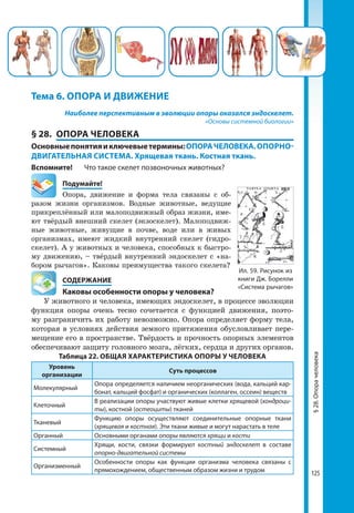 125
Наиболее перспективным в эволюции опоры оказался эндоскелет.
«Основы системной биологии»
§ 28.	 ОПОРА ЧЕЛОВЕКА
Основныепонятияиключевыетермины:ОПОРАЧЕЛОВЕКА.ОПОРНО-­
ДВИГАТЕЛЬНАЯ СИСТЕМА. Хрящевая ткань. Костная ткань.
Вспомните!	 Что такое скелет позвоночных животных?
	Подумайте!
Опора, движение и форма тела связаны с об-
разом жизни организмов. Водные животные, ведущие
прикреплённый или малоподвижный образ жизни, име-
ют твёрдый внешний скелет (экзоскелет). Малоподвиж-
ные животные, живущие в почве, воде или в живых
организмах, имеют жидкий внутренний скелет (гидро-
скелет). А у животных и человека, способных к быстро-
му движению, – твёрдый внутренний эндоскелет с «на-
бором рычагов». Каковы преимущества такого скелета?
	 СОДЕРЖАНИЕ
	 Каковы особенности опоры у человека?
У животного и человека, имеющих эндоскелет, в процессе эволюции
функция опоры очень тесно сочетается с функцией движения, поэто-
му разграничить их работу невозможно. Опора определяет форму тела,
которая в условиях действия земного притяжения обусловливает пере-
мещение его в пространстве. Твёрдость и прочность опорных элементов
обеспечивают защиту головного мозга, лёгких, сердца и других органов.
Таблица 22. ОБЩАЯ ХАРАКТЕРИСТИКА ОПОРЫ У ЧЕЛОВЕКА
Уровень
организации
Суть процессов
Молекулярный
Опора определяется наличием неорганических (вода, кальций кар­
бонат, кальций фосфат) и органических (коллаген, оссеин) веществ
Клеточный
В реализации опоры участвуют живые клетки хрящевой (хондроци-
ты), костной (остеоциты) тканей
Тканевый
Функцию опоры осуществляют соединительные опорные ткани
(хрящевая и костная). Эти ткани живые и могут нарастать в теле
Органный Основными органами опоры являются хрящи и кости
Системный
Хрящи, кости, связки формируют костный эндоскелет в составе
опорно-двигательной системы
Организменный
Особенности опоры как функции организма человека связаны с
прямохождением, общественным образом жизни и трудом
Тема 6. ОПОРА И ДВИЖЕНИЕ
§28.Опорачеловека
Ил. 59. Рисунок из
книги Дж. Борелли
«Система рычагов»
 