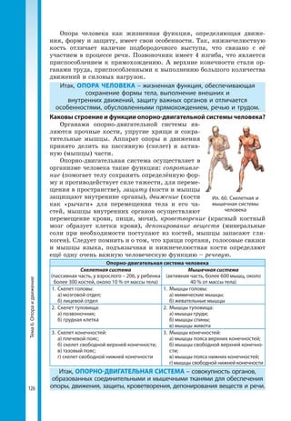 126
Тема6.Опораидвижение Опора человека как жизненная функция, определяющая движе-
ния, форму и защиту, имеет свои особенности. Так, нижнечелюстную
кость отличает наличие подбородочного выступа, что связано с её
участием в процессе речи. Позвоночник имеет 4 изгиба, что является
приспособлением к прямохождению. А верхние конечности стали ор-
ганами труда, приспособленными к выполнению большого количества
движений и силовых нагрузок.
Итак, ОПОРА ЧЕЛОВЕКА – жизненная функция, обеспечивающая
сохранение формы тела, выполнение внешних и
внутренних движений, защиту важных органов и отличается
особенностями, обусловленными прямохождением, речью и трудом.
Каковы строение и функции опорно-двигательной системы человека?
Органами опорно-двигательной систе­мы яв-
ляются прочные кости, упругие хрящи и сокра-
тительные мышцы. Аппарат опоры и движения
принято делить на пассивную (скелет) и актив-
ную (мышцы) части.
Опорно-двигательная система осуще­ствляет в
организме человека такие функции: сопротивле-
ние (помогает телу сохранять определённую фор-
му и противодействует силе тяжести, для переме-
щения в пространстве), защиту (кости и мышцы
защищают внутренние органы), движение (кости
как «рычаги» для перемещения тела и его ча-
стей, мышцы внутренних органов осуществляют
перемещение крови, пищи, мочи), кроветворение (красный костный
мозг образует клетки крови), депонирование веществ (минеральные
соли при необходимости поступают из костей, мышцы запасают гли-
коген). Следует помнить и о том, что хрящи гортани, голосовые связки
и мышцы языка, подъязычная и нижнечелюстная кости определяют
ещё одну очень важную человеческую функцию – речевую.
Опорно-двигательная система человека
Cкелетная система
(пассивная часть, у взрослого – 206, у ребенка
более 300 костей, около 10 % от массы тела)
Мышечная система
(активная часть, более 600 мышц, около
40 % от массы тела)
1.	 Скелет головы:
	 а) мозговой отдел;
	 б) лицевой отдел
1.	 Мышцы головы:
	 а) мимические мышцы;
	 б) жевательные мышцы
2.	 Скелет туловища:
	 а) позвоночник;
	 б) грудная клетка
2.	 Мышцы туловища:
	 а) мышцы груди;
	 б) мышцы спины;
	 в) мышцы живота
3.	 Скелет конечностей:
	 а) плечевой пояс;
	 б) скелет свободной верхней конечности;
	 в) тазовый пояс;
	 г) скелет свободной нижней конечности
3.	 Мышцы конечностей:
	 а) мышцы пояса верхних конечностей;
	 б) мышцы свободной верхней конечно­
сти;
	 в) мышцы пояса нижних конечностей;
	 г) мышцы свободной нижней конечности
Итак, ОПОРНО-ДВИГАТЕЛЬНАЯ СИСТЕМА – совокупность органов,
образованных соединительными и мышечными тканями для обеспечения
опоры, движения, защиты, кроветворения, депонирования веществ и речи.
Ил. 60. Скелетная и
мышечная системы
человека
 