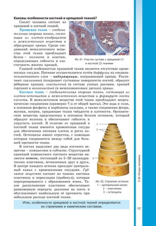 127
Каковы особенности костной и хрящевой тканей?
Скелет человека состоит из
хрящевой и костной тканей.
Хрящевая ткань – соедини-
тельная опорная ткань, состо-
ящая из клеток-хондроцитов
и межклеточного вещества и
образующая хрящи. Среди сое-
динений межклеточного веще-
ства этой ткани преобладают
белки – коллаген и эластин,
определяющих гибкость и эла-
стичность многих хрящей.
Главной особенностью хрящевой ткани является отсутствие крове-
носных сосудов. Питание осуществляется путём диффузии из соедини-
тельнотканного слоя – надхрящницы, покрывающей хрящи. Разли-
чают гиалиновый (покрывает суставные поверхности костей, образует
рёберные хрящи), эластичный (в составе ушных раковин, хрящей
гортани) и волокнистый (в межпозвонковых дисках) хрящи.
Костная ткань – соединительная опорная ткань, состоящая из
клеток-остеоцитов и межклеточного вещества и формирует кости
скелета. В межклеточном веществе этой ткани преобладают неорга-
нические соединения (примерно 2/3 от общей массы). Это вода и соли,
в основном фосфаты и карбонаты кальция, а также соединения фтора,
магния, натрия, придающие ткани твёрдости и плотности. Органиче-
ские вещества представлены в основном белком оссеином, который
образует волокна и обеспечивает гибкость и
упругость костей. В отличие от хрящевой в
костной ткани имеются кровеносные сосуды
для обеспечения питания клеток и роста ко-
стей. Остеоциты имеют отростки, с помощью
которых соединяются между собой для боль-
шей прочности ткани.
В костях выделяют два вида костного ве-
щества – компактное и губчатое. Структурной
единицей компактного костного вещества яв-
ляется остеон, состоящий из 5–20 цилиндри-
ческих пластинок, вставленных друг в друга.
В центре каждого остеона проходит централь-
ный канал с кровеносными сосудами. Губ-
чатое вещество состоит из тонких костных
пластинок и перекладин (трабекул), которые
перекрещиваются с образованием ячеек. Та-
кое расположение пластинок обеспечивает
равномерную передачу давления на кость и
обусловливает наибольшую её прочность при
небольшом расходе костной ткани.
Итак, особенности хрящевой и костной тканей определяются
их строением и химическим составом.
Ил. 62. Строение остеона:
1 – центральный канал;
2 – пластинки;
3 – остеоциты
3
2
1
§28.Опорачеловека
Ил. 61. Участок сустава с хрящевой (1)
и костной (2) тканями
2
1
 