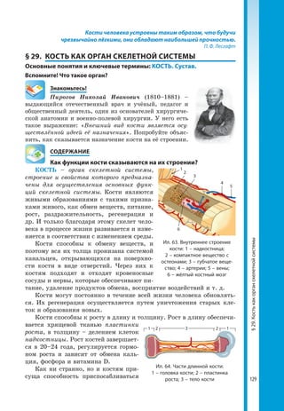 129
Кости человека устроены таким образом, что будучи
чрезвычайно лёгкими, они обладают наибольшей прочностью.
П. Ф. Лесгафт
§ 29.	 КОСТЬ КАК ОРГАН СКЕЛЕТНОЙ СИСТЕМЫ
Основные понятия и ключевые термины: КОСТЬ. Сустав.
Вспомните! Что такое орган?
	Знакомьтесь!
Пирогов Николай Иванович (1810–1881) –
выдающийся отечественный врач и учёный, педагог и
общественный деятель, один из основателей хирургиче-
ской анатомии и военно-полевой хирургии. У него есть
такое выражение: «Внешний вид кости является осу-
ществлённой идеей её назначения». Попробуйте объяс-
нить, как сказывается назначение кости на её строении.
	 СОДЕРЖАНИЕ
	 Как функции кости сказываются на их строении?
КОСТЬ – орган скелетной системы,
строение и свойства которого предназна-
чены для осуществления основных функ-
ций скелетной системы. Кости являются
живыми образованиями с такими призна-
ками живого, как обмен веществ, питание,
рост, раздражительность, регенерация и
др. И только благодаря этому скелет чело-
века в процессе жизни развивается и изме-
няется в соответствии с изменением среды.
Кости способны к обмену веществ, и
поэтому вся их толща пронизана системой
канальцев, открывающихся на поверхно-
сти кости в виде отверстий. Через них к
костям подходят и отходят кровеносные
сосуды и нервы, которые обеспечивают пи-
тание, удаление продуктов обмена, восприятие воздействий и т. д.
Кости могут постоянно в течение всей жизни человека обновлять-
ся. Их регенерация осуществляется путем уничтожения старых кле-
ток и образования новых.
Кости способны к росту в длину и толщину. Рост в длину обеспечи-
вается хрящевой тканью пластинки
роста, в толщину – делением клеток
надкостницы. Рост костей завершает-
ся в 20–24 года, регулируется гормо-
ном роста и зависит от обмена каль-
ция, фосфора и витамина D.
Как ни странно, но и костям при-
суща способность приспосабливаться
Ил. 64. Части длинной кости:
1 – головка кости; 2 – пластинка
роста; 3 – тело кости
1 2 3 2 1
§29.Костькакорганскелетнойсистемы
1
3
2
4
5
6
Ил. 63. Внутреннее строение
кости: 1 – надкостница;
2 – компактное вещество с
остео­нами; 3 – губчатое веще­
ство; 4 – артерии; 5 – вены;
6 – жёлтый костный мозг
 