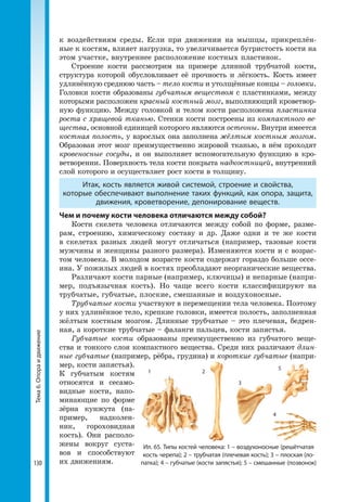 130
Тема6.Опораидвижение к воздействиям среды. Если при движении на мышцы, прикреплён-
ные к костям, влияет нагрузка, то увеличивается бугристость кости на
этом участке, внутреннее расположение костных пластинок.
Строение кости рассмотрим на примере длинной трубчатой кости,
структура которой обусловливает её прочность и лёгкость. Кость имеет
удлинённую среднюю часть – тело кости и утолщённые концы – головки.
Головки кости образованы губчатым веществом с пластинками, между
которыми расположен красный костный мозг, выполняющий кроветвор-
ную функцию. Между головкой и телом кости расположена пластинка
роста с хрящевой тканью. Стенки кости построены из компактного ве-
щества, основной единицей которого являются остеоны. Внутри имеется
костная полость, у взрослых она заполнена жёлтым костным мозгом.
Образован этот мозг преимущественно жировой тканью, в нём проходят
кровеносные сосуды, и он выполняет вспомогательную функцию в кро-
ветворении. Поверхность тела кости покрыта надкостницей, внутренний
слой которого и осуществляет рост кости в толщину.
Итак, кость является живой системой, строение и свойства,
которые обеспечивают выполнение таких функций, как опора, защита,
движения, кроветворение, депонирование веществ.
Чем и почему кости человека отличаются между собой?
Кости скелета человека отличаются между собой по форме, разме-
рам, строению, химическому составу и др. Даже одни и те же кости
в скелетах разных людей могут отличаться (например, тазовые кости
мужчины и женщины разного размера). Изменяются кости и с возрас-
том человека. В молодом возрасте кости содержат гораздо больше оссе-
ина. У пожилых людей в костях преобладают неорганические вещества.
Различают кости парные (например, ключицы) и непарные (напри-
мер, подъязычная кость). Но чаще всего кости классифицируют на
трубчатые, губчатые, плоские, смешанные и воздухоносные.
Трубчатые кости участвуют в перемещении тела человека. Поэтому
у них удлинённое тело, крепкие головки, имеется полость, заполненная
жёлтым костным мозгом. Длинные трубчатые – это плечевая, бедрен-
ная, а короткие трубчатые – фаланги пальцев, кости запястья.
Губчатые кости образованы преимущественно из губчатого веще-
ства и тонкого слоя компактного вещества. Среди них различают длин-
ные губчатые (например, рёбра, грудина) и короткие губчатые (напри-
мер, кости запястья).
К губчатым костям
относятся и сесамо-
видные кости, напо-
минающие по форме
зёрна кунжута (на-
пример, надколен-
ник, гороховидная
кость). Они располо-
жены вокруг суста-
вов и способствуют
их движениям.
Ил. 65. Типы костей человека: 1 – воздухоносные (решётчатая
кость черепа); 2 – трубчатая (плечевая кость); 3 – плоская (ло­
патка); 4 – губчатые (кости запястья); 5 – смешанные (позвонок)
1 2
3
4
5
 