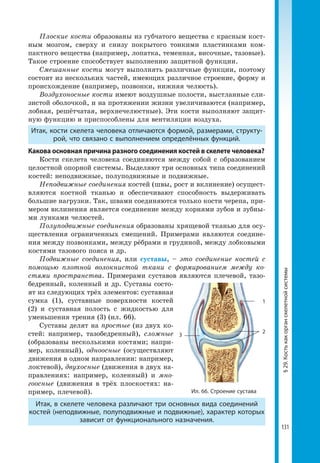 131
Плоские кости образованы из губчатого вещества с красным кост-
ным мозгом, сверху и снизу покрытого тонкими пластинками ком-
пактного вещества (например, лопатка, теменная, височные, тазовые).
Такое строение способствует выполнению защитной функции.
Смешанные кости могут выполнять различные функции, поэтому
состоят из нескольких частей, имеющих различное строение, форму и
происхождение (например, позвонки, нижняя челюсть).
Воздухоносные кости имеют воздушные полости, выстланные сли-
зистой оболочкой, и на протяжении жизни увеличиваются (например,
лобная, решётчатая, верхнечелюстные). Эти кости выполняют защит-
ную функцию и приспособлены для вентиляции воздуха.
Итак, кости скелета человека отличаются формой, размерами, структу­
рой, что связано с выполнением определённых функций.
Какова основная причина разного соединения костей в скелете человека?
Кости скелета человека соединяются между собой с образованием
целостной опорной системы. Выделяют три основных типа соединений
костей: неподвижные, полуподвижные и подвижные.
Неподвижные соединения костей (швы, рост и вклинение) осущест-
вляются костной тканью и обеспечивают способность выдерживать
большие нагрузки. Так, швами соединяются только кости черепа, при-
мером вклинения является соединение между корнями зубов и зубны-
ми лунками челюстей.
Полуподвижные соединения образованы хрящевой тканью для осу-
ществления ограниченных смещений. Примерами являются соедине-
ния между позвонками, между рёбрами и грудиной, между лобковыми
костями тазового пояса и др.
Подвижные соединения, или суставы, – это соединение костей с
помощью плотной волокнистой ткани с формированием между ко-
стями пространства. Примерами суставов являются плечевой, тазо-
бедренный, коленный и др. Суставы состо-
ят из следующих трёх элементов: суставная
сумка (1), суставные поверхности костей
(2) и суставная полость с жидкостью для
уменьшения трения (3) (ил. 66).
Суставы делят на простые (из двух ко-
стей: например, тазобедренный), сложные
(образованы несколькими костями; напри-
мер, коленный), одноосные (осуществляют
движения в одном направлении: например,
локтевой), двухосные (движения в двух на-
правлениях: например, коленный) и мно-
гоосные (движения в трёх плоскостях: на-
пример, плечевой).
Итак, в скелете человека различают три основных вида соединений
костей (неподвижные, полуподвижные и подвижные), характер которых
зависит от функционального назначения.
Ил. 66. Строение сустава
2
1
3
§29.Костькакорганскелетнойсистемы
 