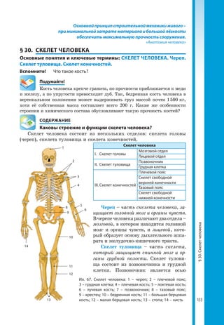 133
Основной принцип строительной механики живого –
при минимальной затрате материала и большой лёгкости
обеспечить максимальную прочность сооружения.
«Анатомия человека»
§ 30.	 СКЕЛЕТ ЧЕЛОВЕКА
Основные понятия и ключевые термины: СКЕЛЕТ ЧЕЛОВЕКА. Череп.
Скелет туловища. Скелет конечностей.
Вспомните!	 Что такое кость?
	Подумайте!
Кость человека крепче гранита, по прочности приближается к меди
и железу, а по упругости превосходит дуб. Так, бедренная кость человека в
вертикальном положении может выдерживать груз массой почти 1 500 кг,
хотя её собственная масса составляет всего 200 г. Какие же особенности
строения и химического состава обусловливают такую прочность костей?
	 СОДЕРЖАНИЕ
	 Каковы строение и функции скелета человека?
Скелет человека состоит из нескольких отделов: скелета головы
(череп), скелета туловища и скелета конечностей.
Скелет человека
І.	 Скелет головы
Мозговой отдел
Лицевой отдел
ІІ.	 Скелет туловища
Позвоночник
Грудная клетка
ІІІ.	Скелет конечностей
Плечевой пояс
Скелет свободной
верхней конечности
Тазовый пояс
Скелет свободной
нижней конечности
1
2
3
4
5
6
7
8
9
10
11
12
13
14
Ил. 67. Скелет человека: 1 – череп; 2 – плечевой пояс;
3 – грудная клетка; 4 – плечевая кость; 5 – локтевая кость;
6 – лучевая кость; 7 – позвоночник; 8 – тазовый пояс;
9 – крестец; 10 – бедренная кость; 11 – большая берцовая
кость; 12 – малая берцовая кость; 13 – стопа; 14 – кисть
Череп – часть скелета человека, за-
щищает головной мозг и органы чувств.
В черепе человека различают два отдела –
мозговой, в котором находится головной
мозг и органы чувств, и лицевой, кото-
рый образует основу дыхательного аппа-
рата и желудочно-кишечного тракта.
Скелет туловища – часть скелета,
который защищает спинной мозг и ор-
ганы грудной полости. Скелет тулови-
ща состоит из позвоночника и грудной
клетки. Позвоночник является осью
§30.Скелетчеловека
 