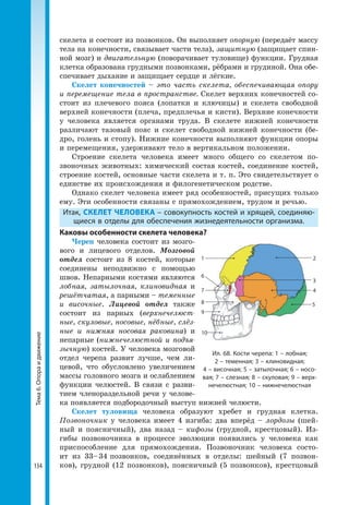 134
Тема6.Опораидвижение скелета и состоит из позвонков. Он выполняет опорную (передаёт массу
тела на конечности, связывает части тела), защитную (защищает спин-
ной мозг) и двигательную (поворачивает туловище) функции. Грудная
клетка образована грудными позвонками, рёбрами и грудиной. Она обе-
спечивает дыхание и защищает сердце и лёгкие.
Скелет конечностей – это часть скелета, обеспечивающая опору
и перемещение тела в пространстве. Скелет верхних конечностей со-
стоит из плечевого пояса (лопатки и ключицы) и скелета свободной
верхней конечности (плеча, предплечья и кисти). Верхние конечности
у человека является органами труда. В скелете нижней конечности
различают тазовый пояс и скелет свободной нижней конечности (бе-
дро, голень и стопу). Нижние конечности выполняют функции опоры
и перемещения, удерживают тело в вертикальном положении.
Строение скелета человека имеет много общего со скелетом по-
звоночных животных: химический состав костей, соединение костей,
строение костей, основные части скелета и т. п. Это свидетельствует о
единстве их происхождения и филогенетическом родстве.
Однако скелет человека имеет ряд особенностей, присущих только
ему. Эти особенности связаны с прямохождением, трудом и речью.
Итак, СКЕЛЕТ ЧЕЛОВЕКА – совокупность костей и хрящей, соединяю­
щиеся в отделы для обеспечения жизнедеятельности организма.
Каковы особенности скелета человека?
Череп человека состоит из мозго-
вого и лицевого отделов. Мозговой
отдел состоит из 8 костей, которые
соединены неподвижно с помощью
швов. Непарными костями являются
лобная, затылочная, клиновидная и
решётчатая, а парными – теменные
и височные. Лицевой отдел также
состоит из парных (верхнечелюст-
ные, скуловые, носовые, нёбные, слёз-
ные и нижняя носовая раковина) и
непарные (нижнечелюстной и подъя-
зычную) костей. У человека мозговой
отдел черепа развит лучше, чем ли-
цевой, что обусловлено увеличением
массы головного мозга и ослаблением
функции челюстей. В связи с разви-
тием членораздельной речи у челове-
ка появляется подбородочный выступ нижней челюсти.
Скелет туловища человека образуют хребет и грудная клетка.
Позвоночник у человека имеет 4 изгиба: два вперёд – лордозы (шей-
ный и поясничный), два назад – кифозы (грудной, крестцовый). Из-
гибы позвоночника в процессе эволюции появились у человека как
приспособление для прямохождения. Позвоночник человека состо-
ит из 33– 34 позвонков, соединённых в отделы: шейный (7 позвон-
ков), грудной (12 позвонков), поясничный (5 позвонков), крестцовый
Ил. 68. Кости черепа: 1 – лобная;
2 – теменная; 3 – клиновидная;
4 – височная; 5 – затылочная; 6 – носо­
вая; 7 – слезная; 8 – скуловая; 9 – верх­
нечелюстная; 10 – нижнечелюстная
2
4
3
5
1
6
7
8
9
10
 