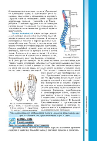 135
(5 позвонков которые срастаются с образовани-
ем крестцовой кости) и копчиковый (4–5 по-
звонков, срастаются с образованием копчика).
Грудная клетка образована сзади грудными
позвонками, спереди – грудиной, а по бокам –
рёбрами. У человека грудная клетка сплющена
спереди назад, что связано с вертикальным по-
ложением тела и изменением функций верхних
конечностей.
Скелет конечностей имеет четыре отдела.
Пояс верхних конечностей (плечевой пояс) об-
разуют парные ключицы и лопатки. У человека
расширенные лопатки и хорошо развитые клю-
чицы обеспечивают большую подвижность пле-
чевого сустава и свободной верхней конечности.
Скелет свободной верхней конечности имеет
плечевую, локтевую и лучевую кости и кости
кисти. В состав кисти входят пясть с 5 косточ-
ками, запястье с 8 косточками и кости пальцев.
Большой палец имеет две фаланги, остальные –
по 3 (всех фаланг пальцев 14). В кисти человека большой палец про-
тивопоставлен остальным, наблюдается увеличение размеров пястных,
лучезапястных костей и фаланг пальцев. Это связано с формировани-
ем руки как органа труда, который может выполнять большое коли-
чество очень точных движений. Пояс нижних конечностей (тазовый
пояс) включает две тазобедренные ко-
сти, образованные отдельными костя-
ми, что срастаются после 16 лет. Таз у
человека широкий и прочный, служит
для поддержания и защиты внутрен-
них органов во время прямохождения.
Скелет свободной нижней конечности
соединяет бедренную, малоберцовую
и большеберцовую кости, надколен-
ную чашечку и кости стопы: плюсну с
5 косточками, заплесну с 7 косточка-
ми и кости пальцев (имеют 14 фаланг).
Приспособлением к прямохождению
являются массивные и прочные бе-
дренные кости и аркообразная стопа с
малоподвижными пальцами.
Итак, формирование особенностей скелета человека происходило как
приспособление для прямохождения, труда и речи.
	 ДЕЯТЕЛЬНОСТЬ
	 Учимся познавать
Самостоятельная работа с иллюстрациями
Сравните скелет человека со скелетом гориллы и найдите признаки
сходства и различия. Сделайте вывод о причинах сходства и различия.
Ил. 69. Скелет
туловища человека
Шейный
отдел (7)
Грудной
отдел (12)
Поясничный
отдел(5)
Крестцовый
отдел(5)
Копчиковый
отдел(5)
кифозкифозлордозлордоз
Ил. 70. І. Кисть человека (1 – запя­
стье; 2 – пясть; 3 – фаланги пальцев).
ІІ. Стопа человека (1 – предплесна;
2 – плюсна; 3 – фаланги пальцев)
І ІІ1
1
2
2
3
3
§30.Скелетчеловека
 