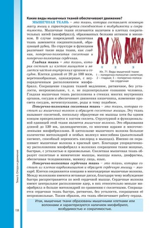 138
Тема6.Опораидвижение Какие виды мышечных тканей обеспечивают движение?
МЫШЕЧНАЯ ТКАНЬ – это ткань, которая составляет основную
массу мышц и характеризуется способностью к возбудимости и сокра-
тимости. Мышечные ткани отличаются наличием в клетках сократи-
тельных нитей (миофибрилл), образованных белками актином и миози-
ном. В случае повреждений мышечная
ткань заменяется соединительной, обра-
зующей рубец. По структуре и функциям
различают такие виды ткани, как глад-
кая, поперечно-полосатая скелетная и
поперечно-полосатая сердечная.
Гладкая ткань – это ткань, кото-
рая состоит из клеток-миоцитов и яв-
ляется частью внутренних органов и со-
судов. Клетки длиной от 20 до 100 мкм,
веретенообразные, одноядерные, с неу-
порядоченным расположением миофи-
брилл. Сокращение гладких тканей медленное, ритмичное, без уста-
лости, непроизвольное, т. е. не подконтрольное сознанию человека.
Гладкая мышечная ткань расположена в стенках многих внутренних
органов, сосудов и обеспечивает движения кишечника, изменение про-
света сосудов, мочеиспускание, роды и тому подобное.
Поперечно-полосатая скелетная ткань – это ткань, которая со-
стоит из мышечных волокон и образует скелетные мышцы. Эту ткань
называют скелетной, поскольку образуемые ею мышцы хотя бы одним
концом прикрепляются к костям скелета. Структурной и функциональ-
ной единицей этой ткани является мышечное волокно. Это образования
длиной до 130 мм, цилиндрические, со многими ядрами и многочис-
ленными миофибриллами. В цитоплазме мышечного волокна большое
количество митохондрий и особых молекул миоглобина (дыхательный
пигмент, способный переносить кислород в мышцах). Именно он окра-
шивает мышечные волокна в красный цвет. Благодаря упорядоченно-
му расположению миофибрилл в волокнах сокращения ткани мощные,
быстрые, с усталостью и произвольные. Скелетная мышечная ткань об-
разует скелетные и мимические мышцы, мышцы языка, диафрагмы,
обеспечивая телодвижения, мимику лица, язык.
Поперечно-полосатая сердечная ткань – это ткань, которая со-
стоит из клеток-кардиомиоцитов и образует сердечную мышцу – мио-
кард. Клетки соединяются концами в многоядерные мышечные волокна.
Между волокнами имеются вставные диски, благодаря чему возбуждение
быстро распространяется по всей сердечной мышце. Сердечные волокна
имеют центральное расположение ядер, в них относительно меньше ми-
офибрилл и больше митохондрий по сравнению с скелетными. Сокраща-
ется сердечная ткань быстро, ритмично, без усталости, сокращения её
непроизвольные. Таким образом, эта ткань обеспечивает работу сердца.
Итак, мышечные ткани образованы мышечными клетками или
волокнами и характеризуются наличием миофибрилл,
возбудимостью и сократимостью.
Ил. 71. Виды мышечной ткани:
1 – поперечно-полосатая скелетная;
2 – гладкая; 3 – поперечно-полоса­
тая сердечная
1 2 3
 